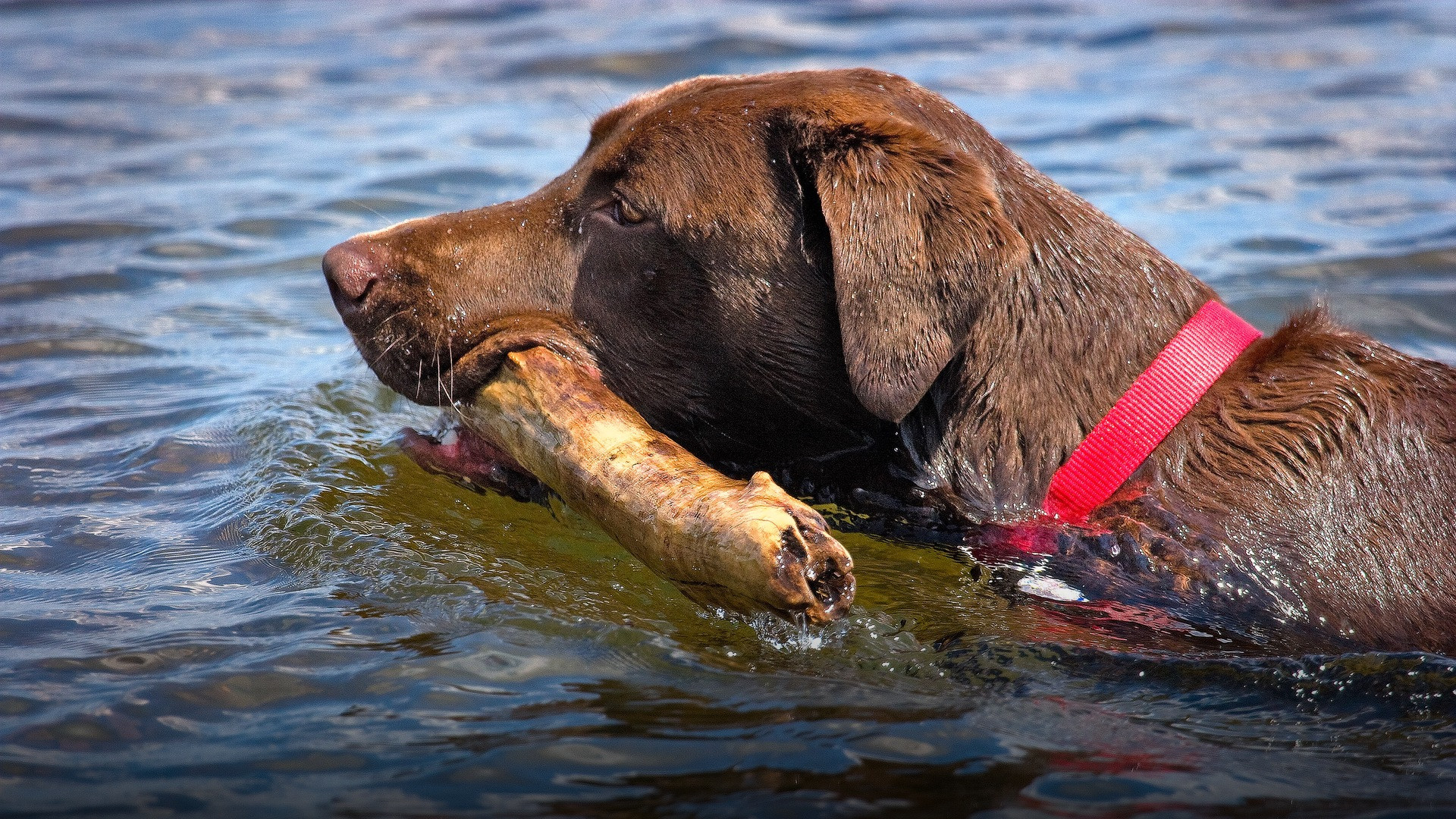 A Labrador Retriever swimming enthusiastically in water with a stick held in its mouth.
