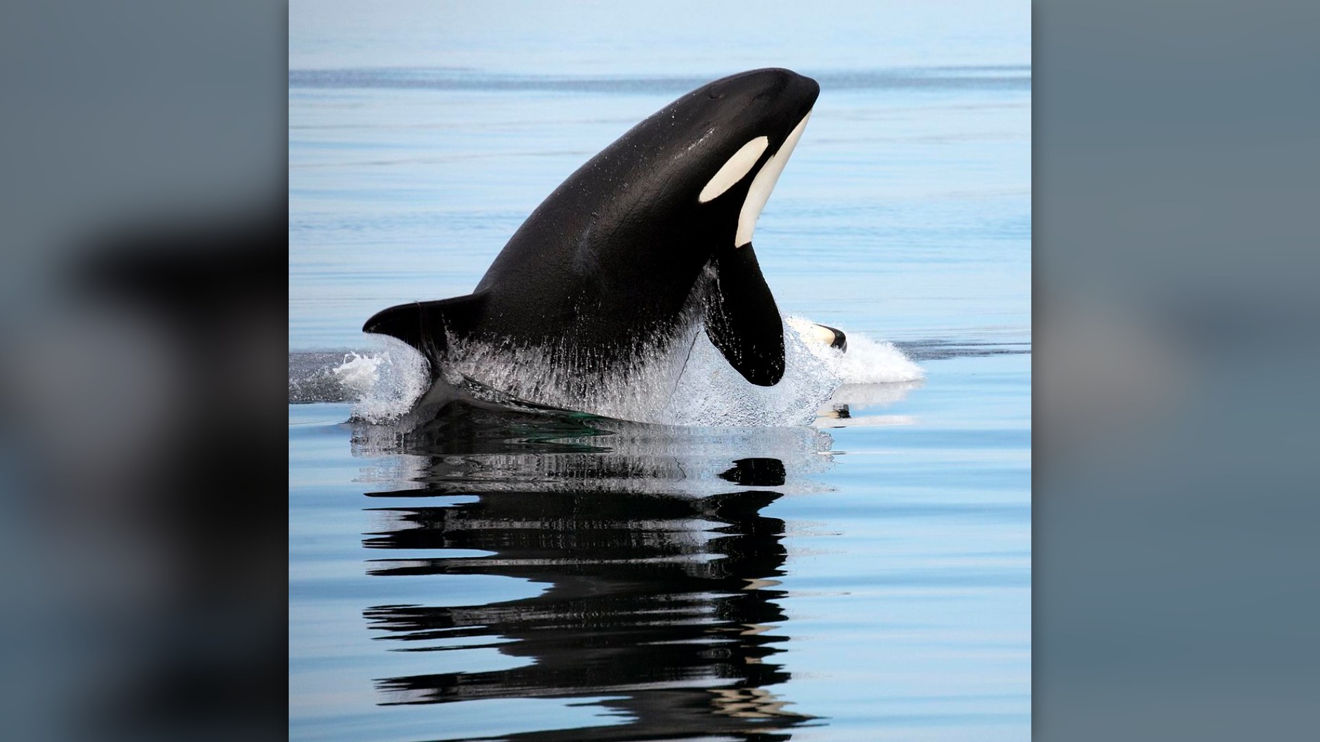 #7. The Orca