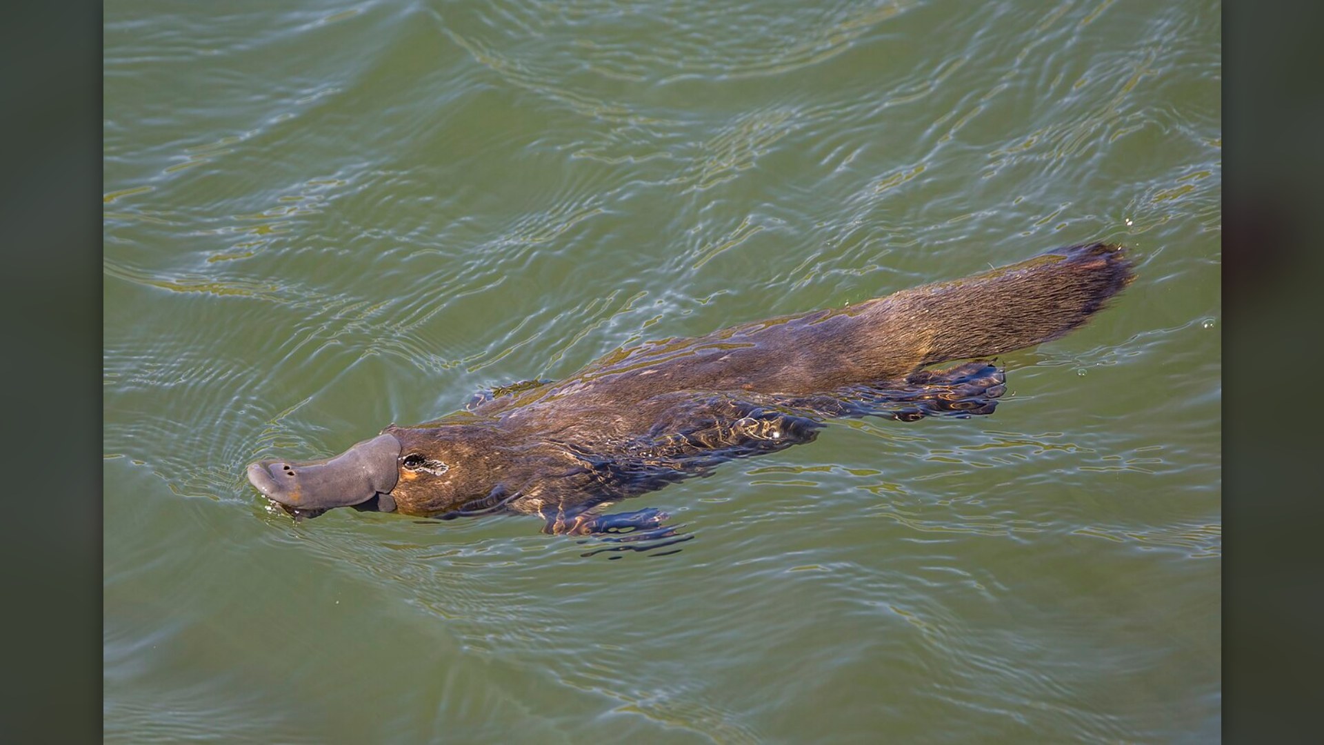 9. Duck-Billed Platypus