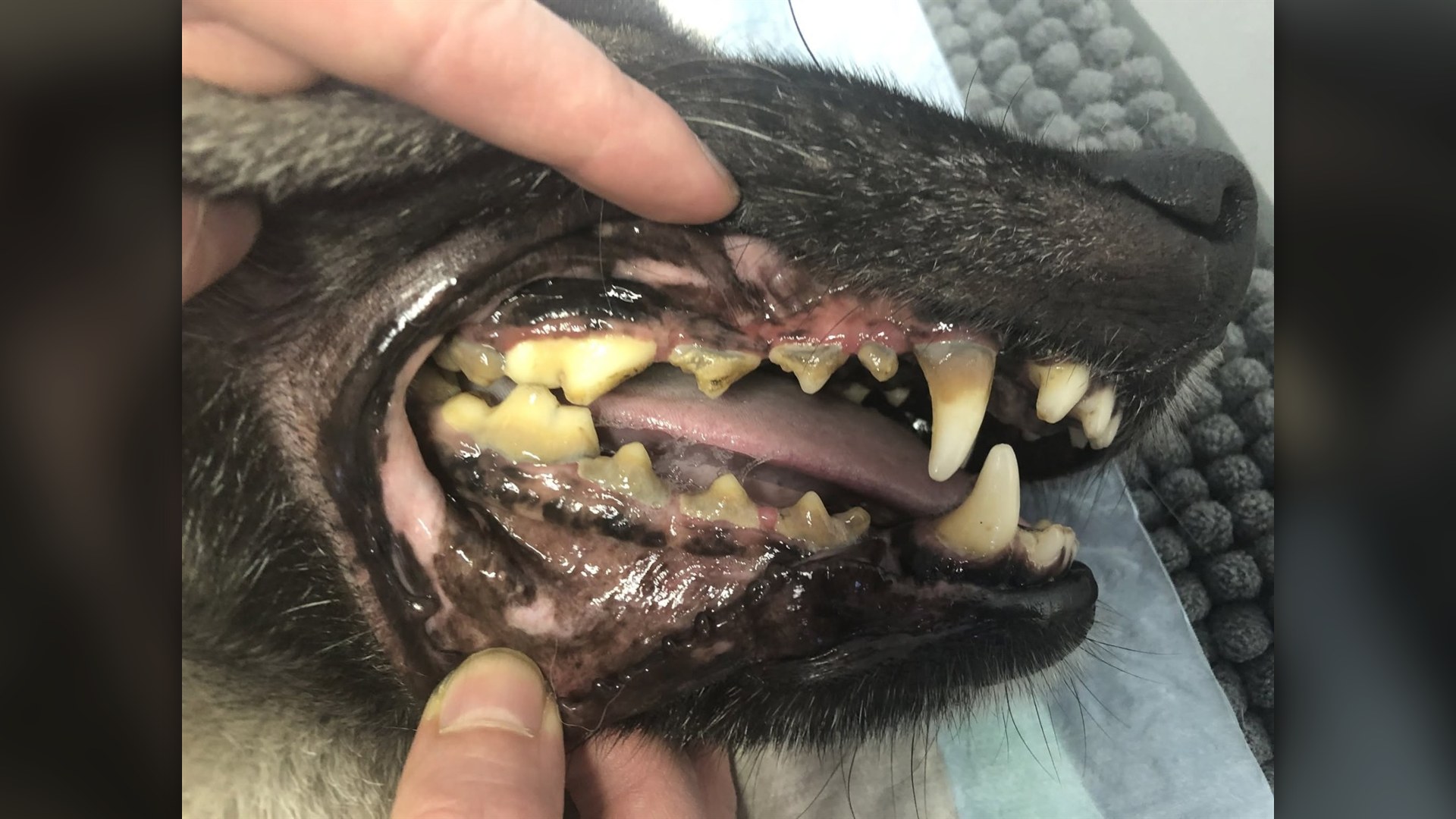 7. Pale Gums & Severe Anemia