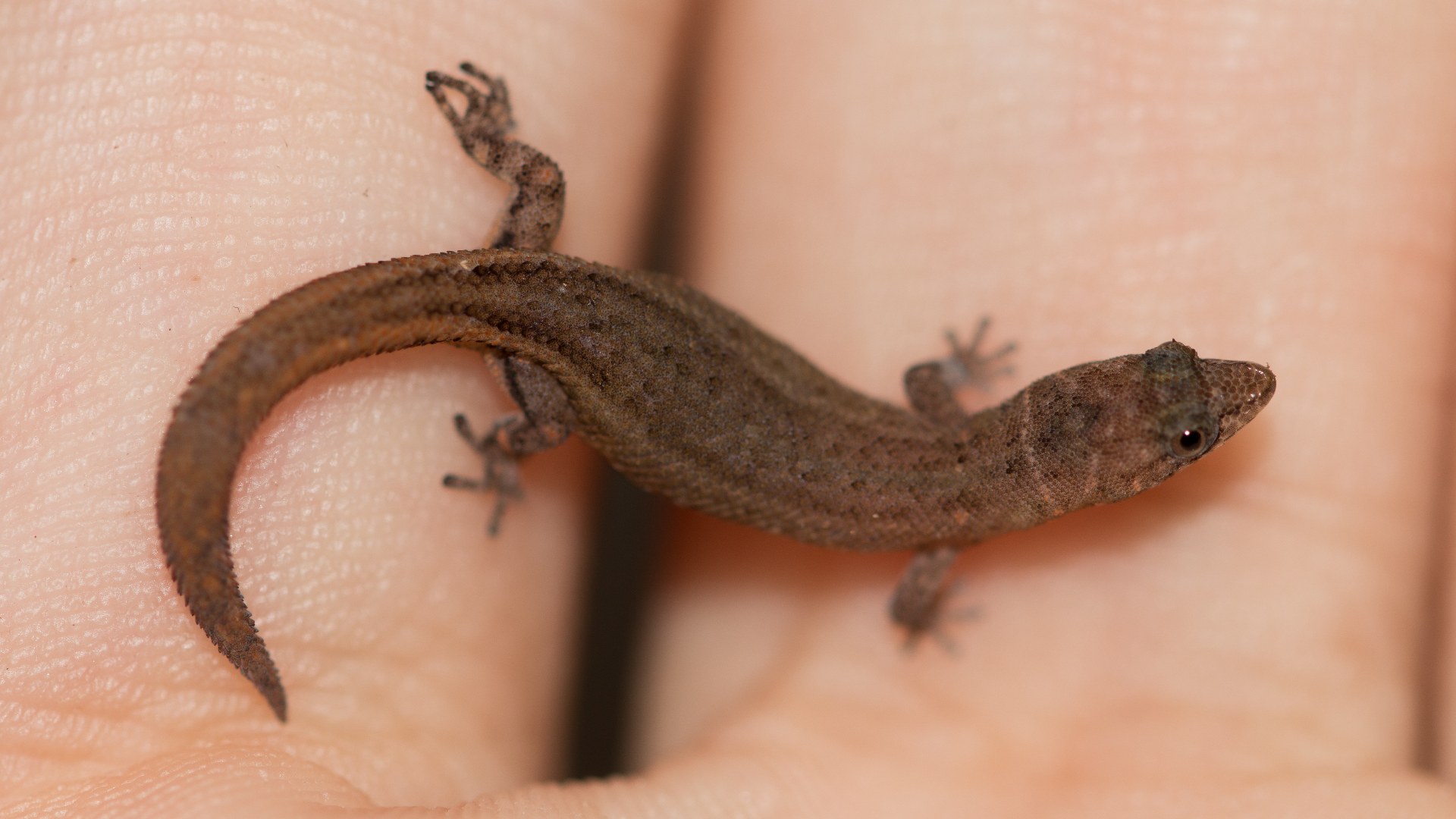 Jaragua dwarf gecko on forest floor