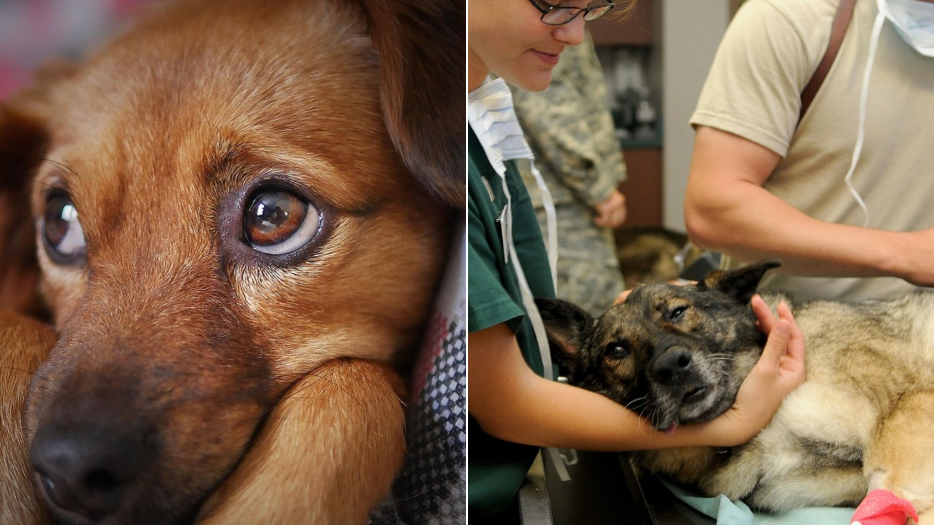 15 Early Signs of Cancer in Dogs Every Owner Should Know