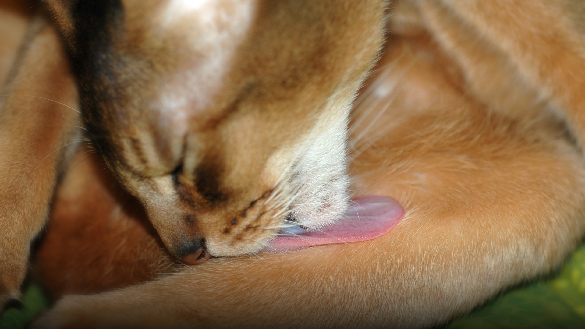 A ruddy Abyssinian cat with large alert ears and ticked warm agouti fur grooming itself.