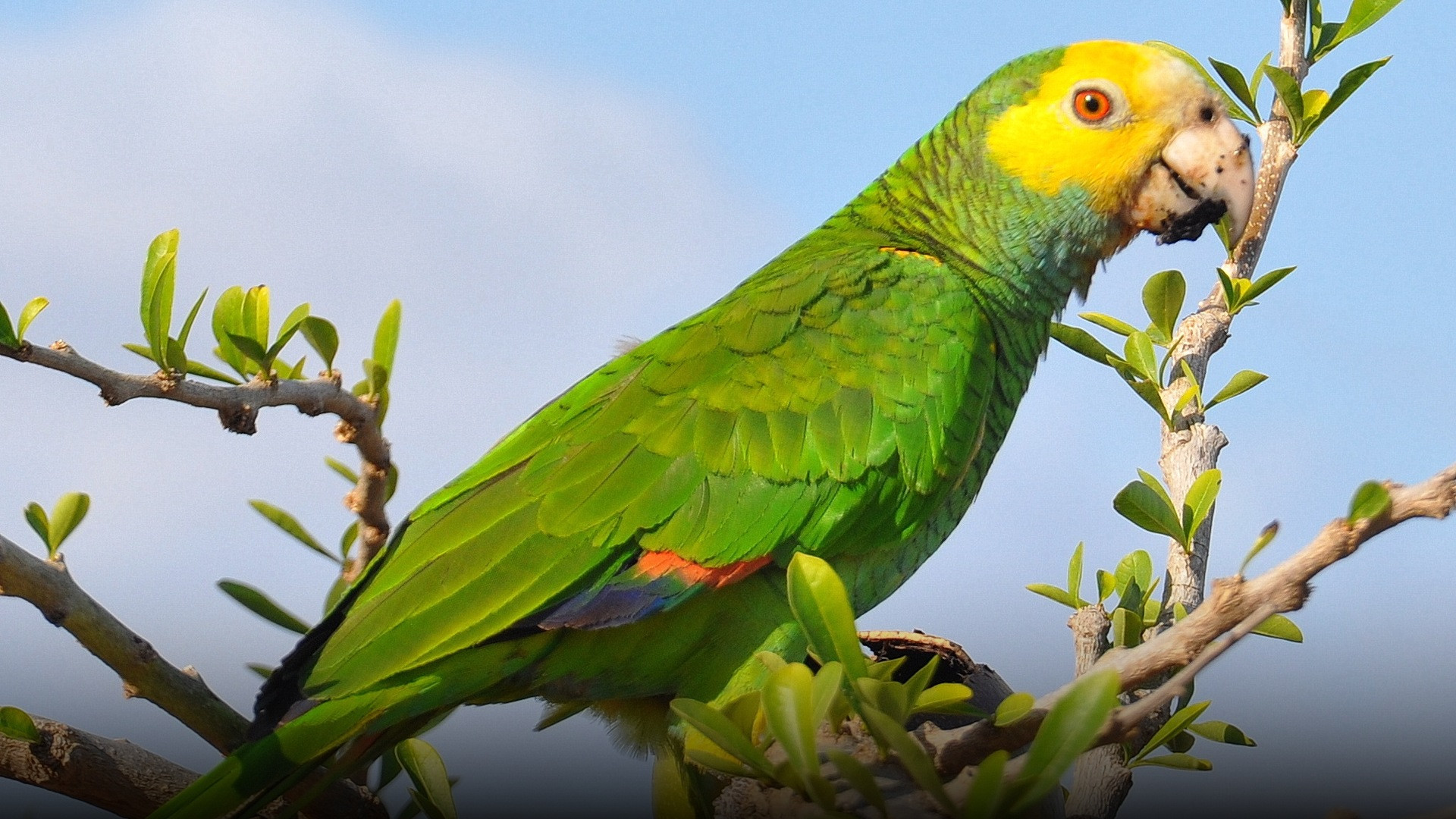 A vibrant native tropical parrot perched on a tree branch in a lush green environment.