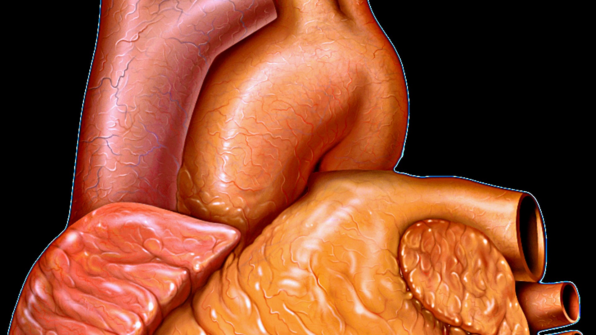 4. Your Good Cholesterol Rises