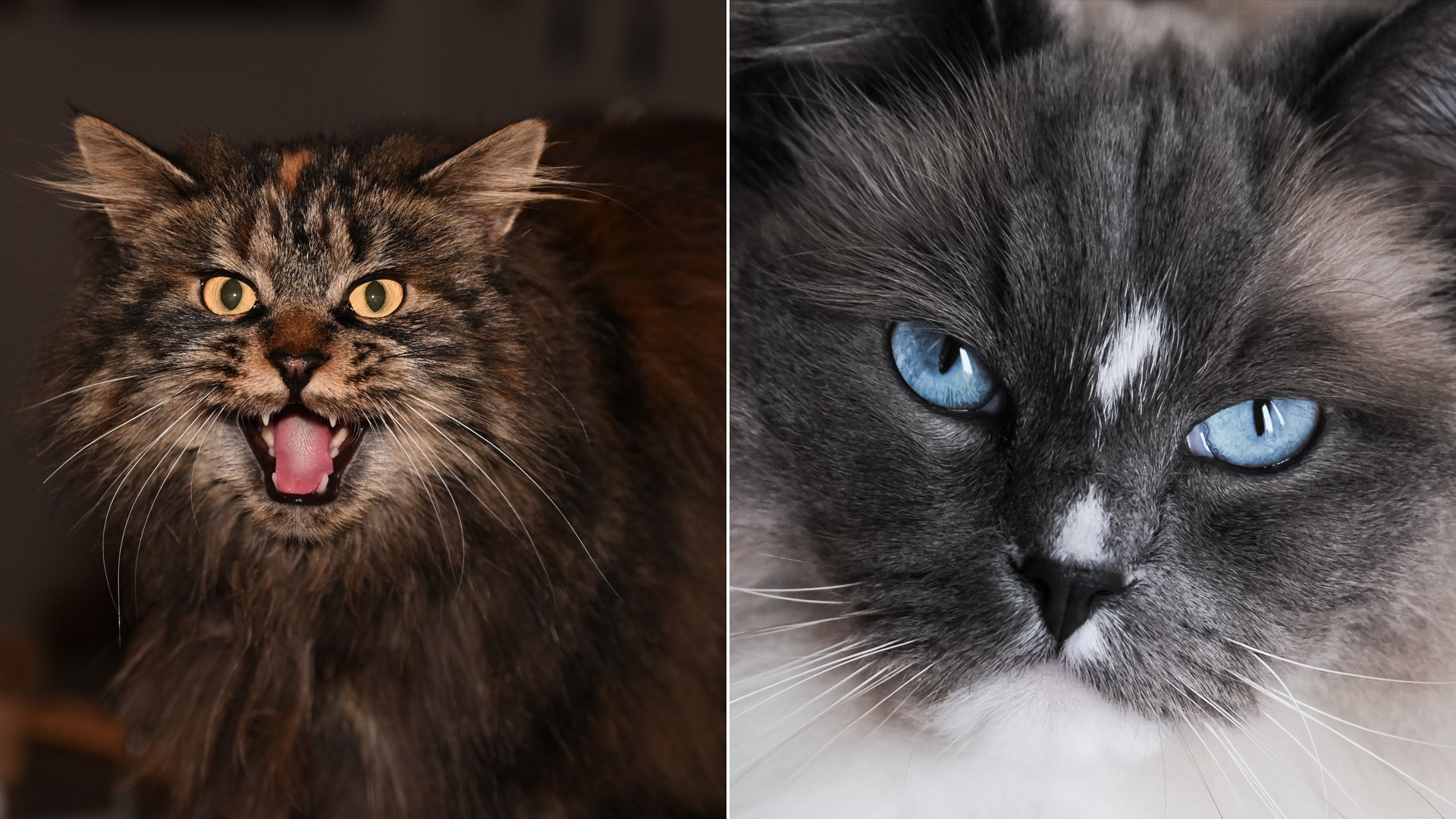 20 Popular Cat Breeds and the Surprising Personalities Behind Them