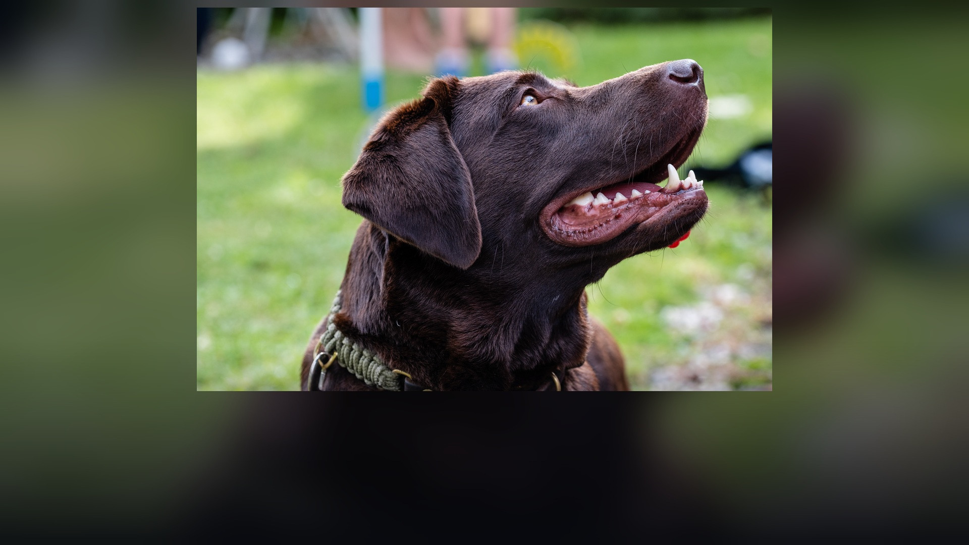 A portrait of a yellow Labrador Retriever looking calmly toward camera.