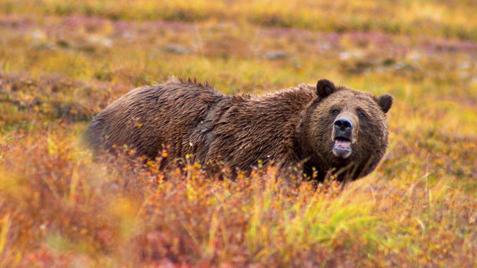 A grizzly bear in Denali National Park