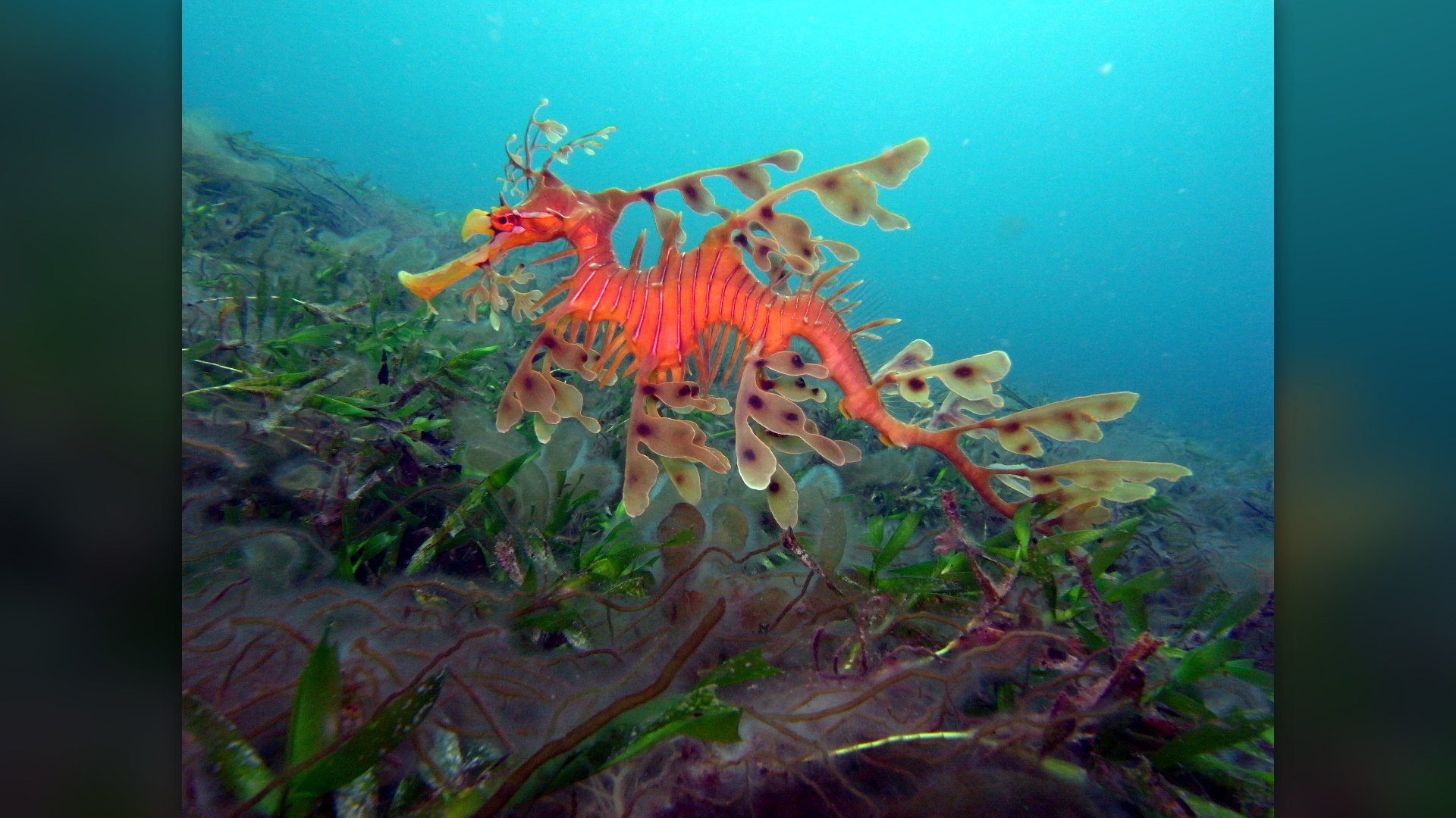 4. Leafy Seadragon