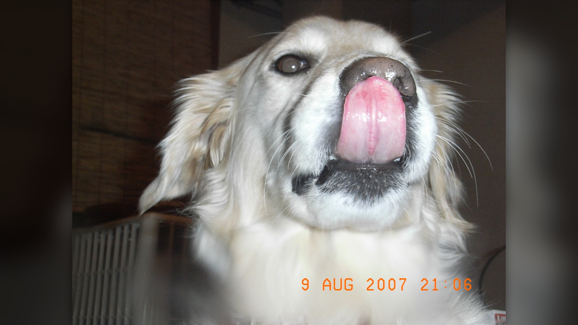 Dogs' Licks Are Not Kisses: 10 Surprising Truths