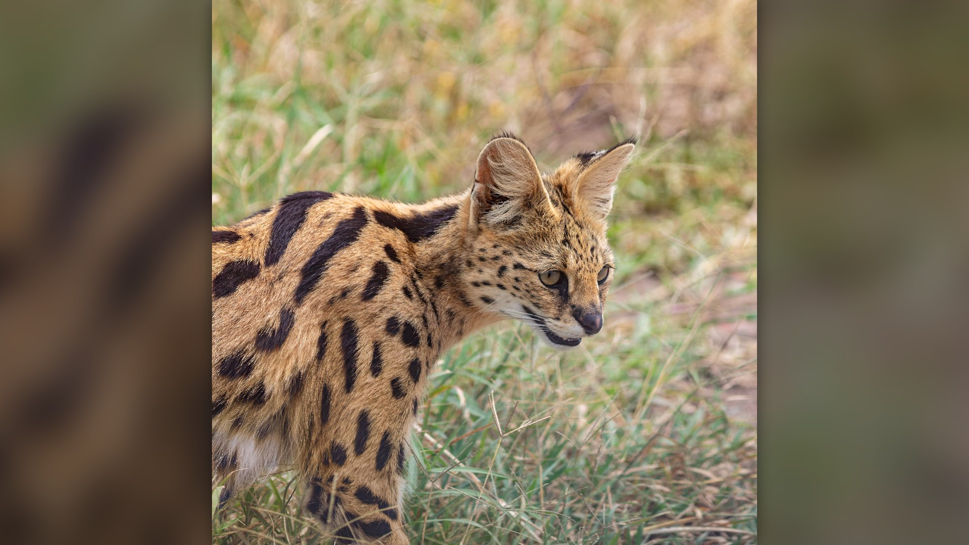 A wild African serval in the savanna