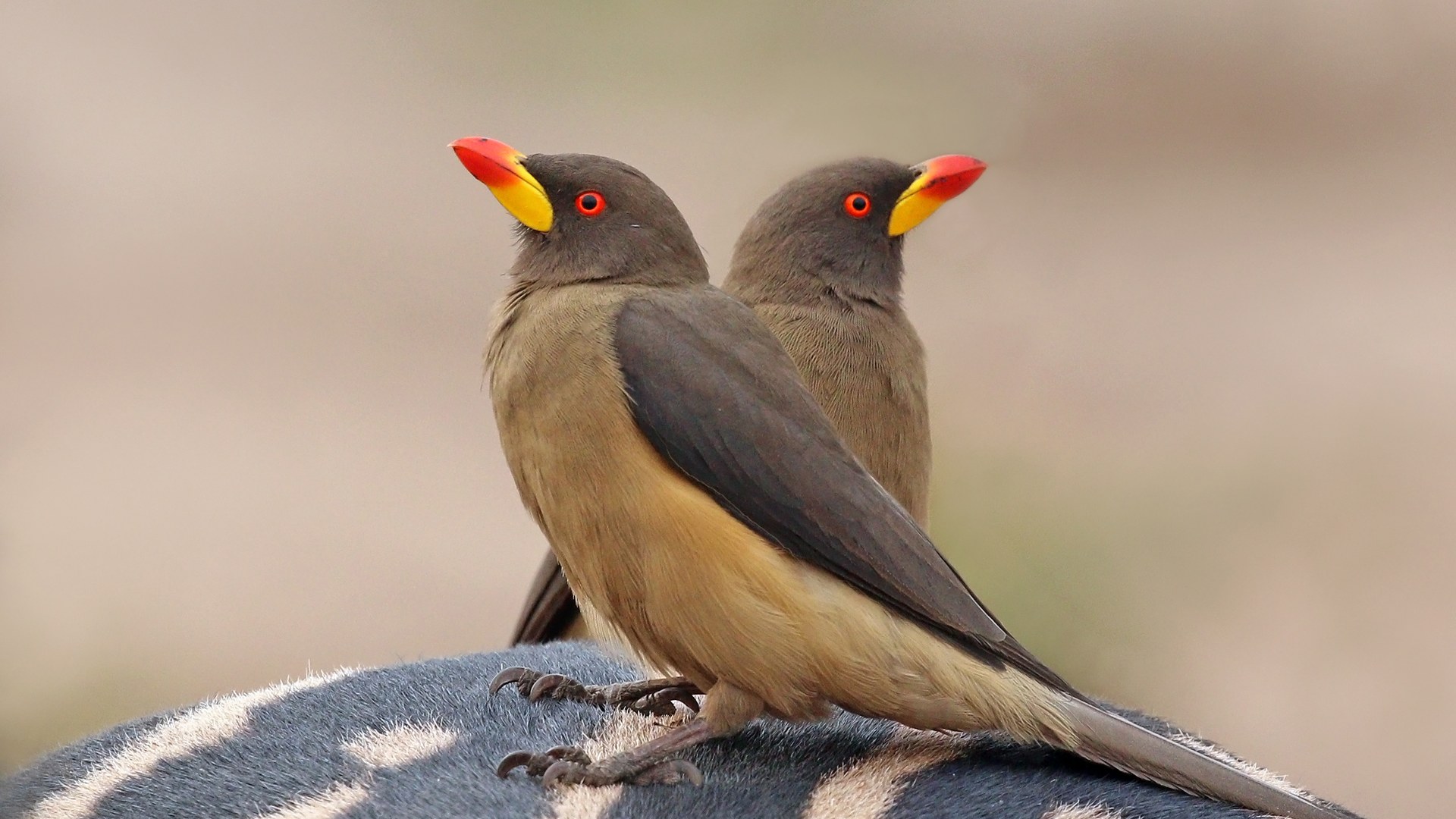 5. Yellow-Billed Oxpecker And Zebra