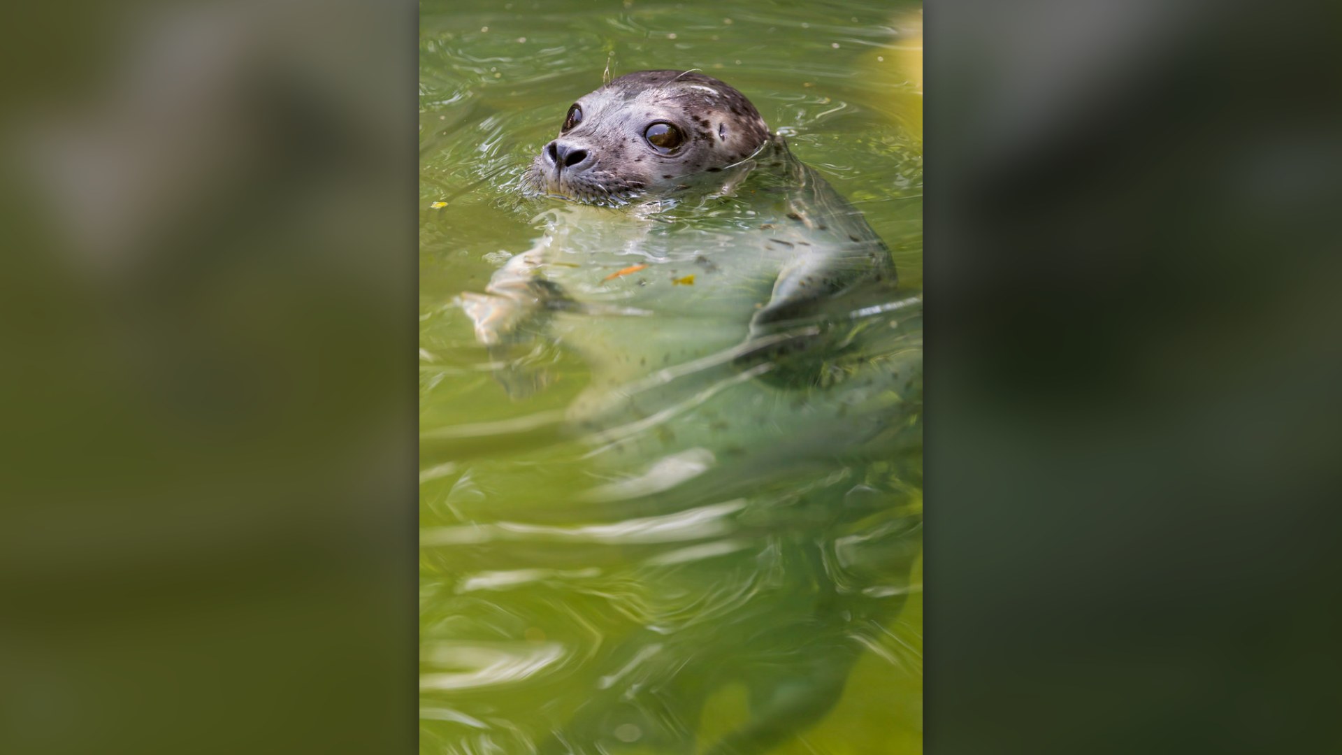 6. Baby Seal Pup