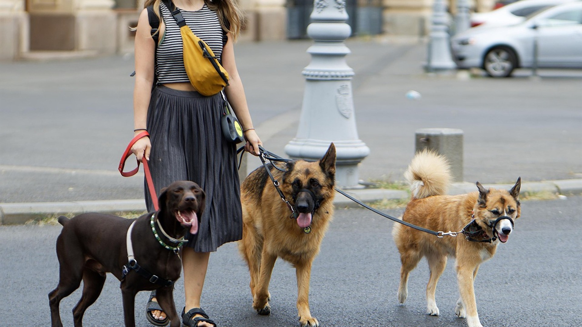 8. Daily Dog Walking Services