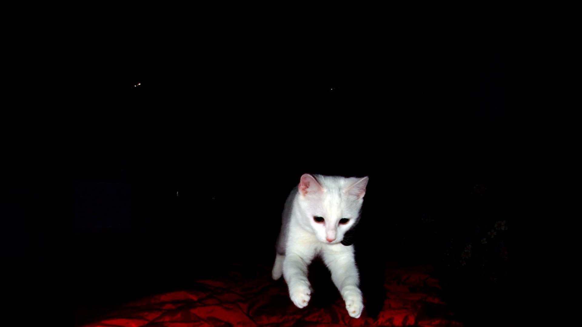 2. Cats Can Jump Six Times Their Own Body Length
