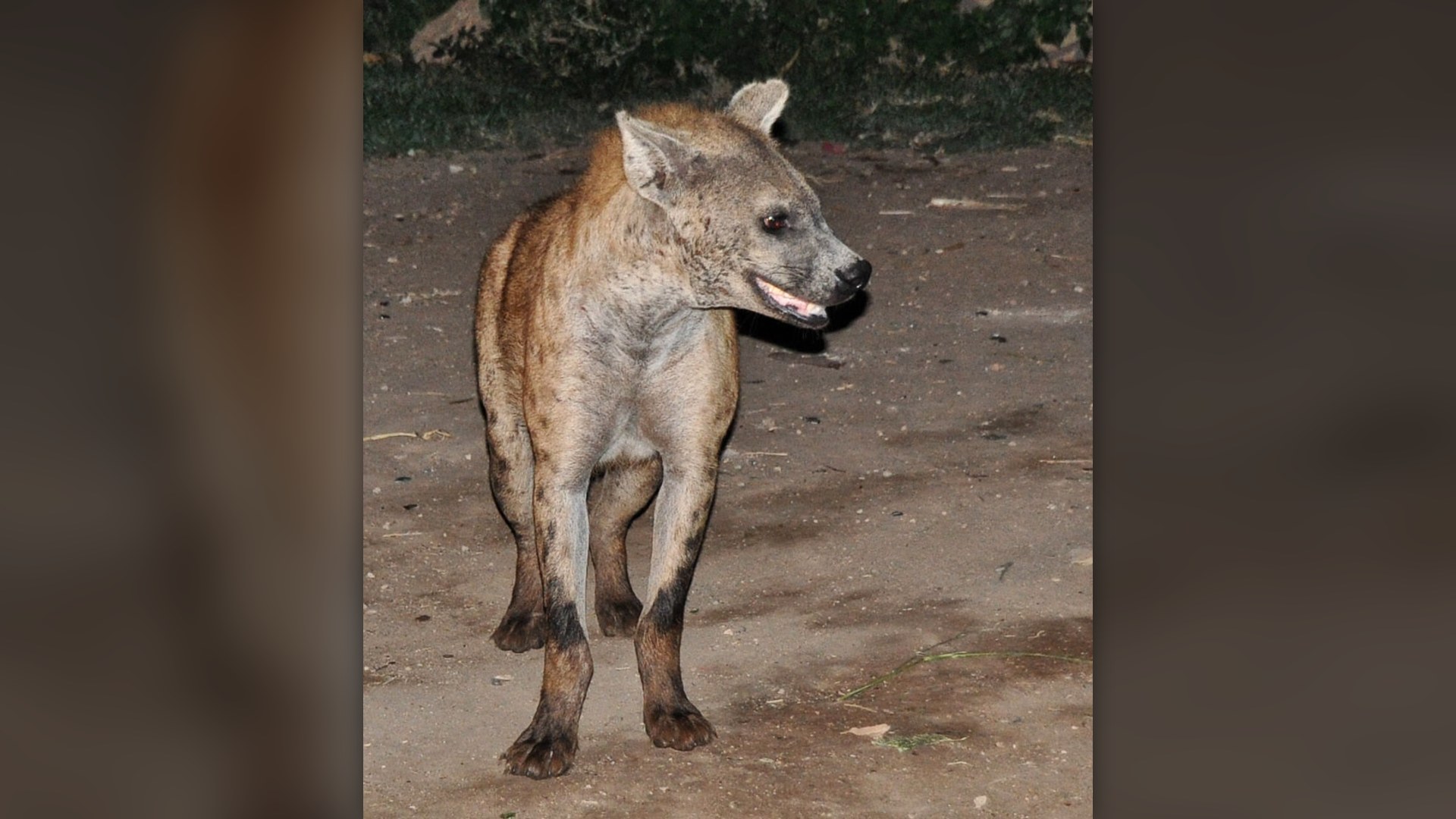 A wild spotted hyena in the savanna