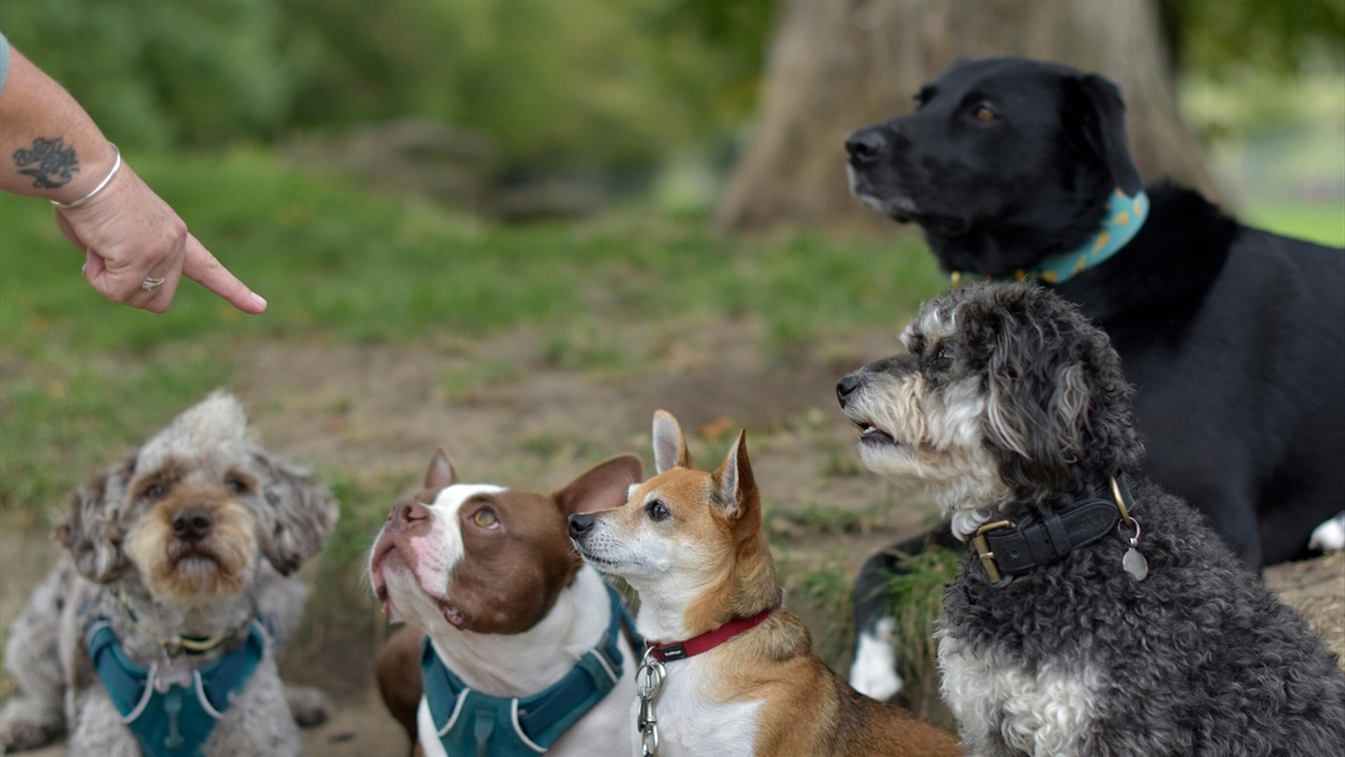 2. Professional Behavioral And Obedience Training