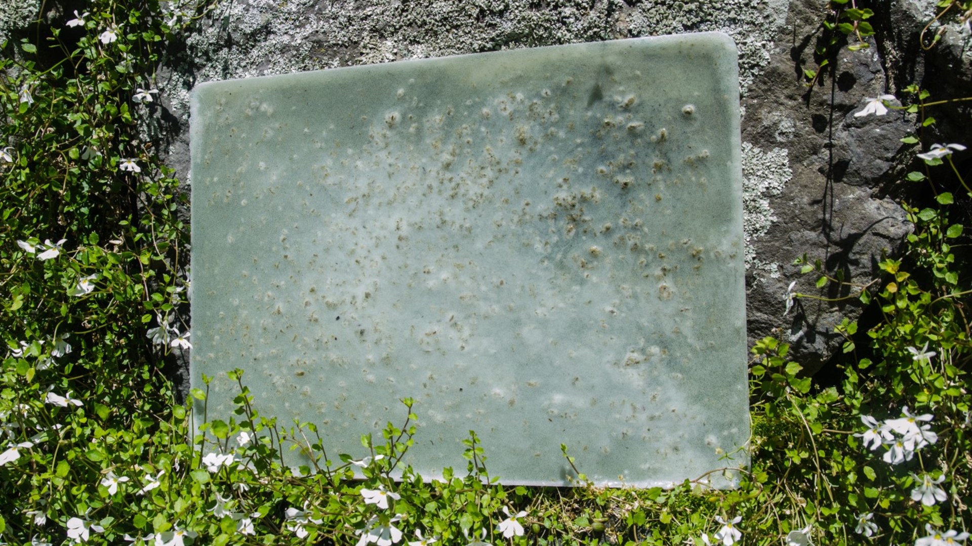 Translucent algae-based bioplastic packaging membrane prototype