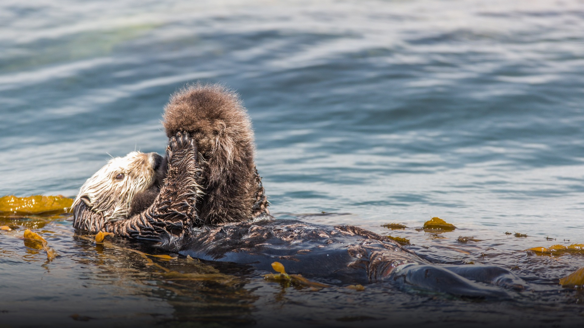 Wild sea otter mother floating on her back holding her newborn pup in Morro Bay, California.
