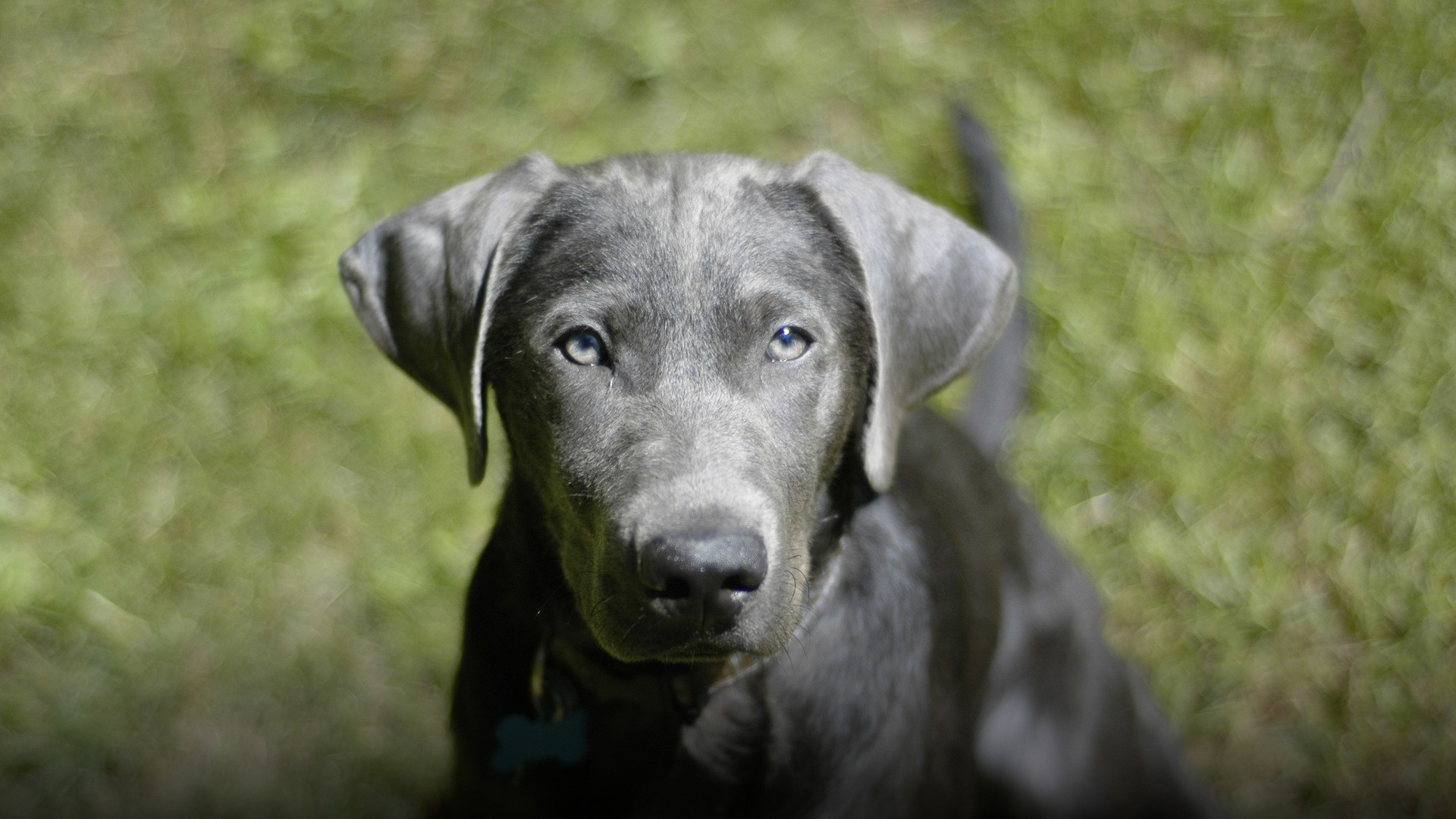 A silver Labrador Retriever with a distinctive metallic dilute coat standing in a field.