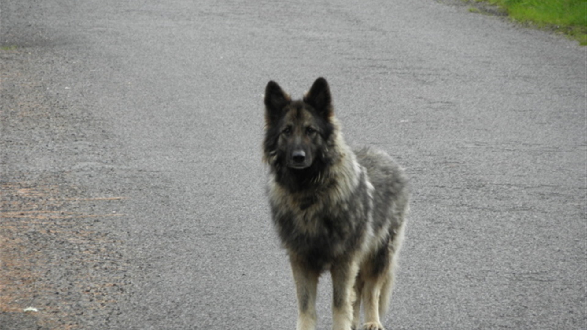 8. Called Alsatian Until 1977