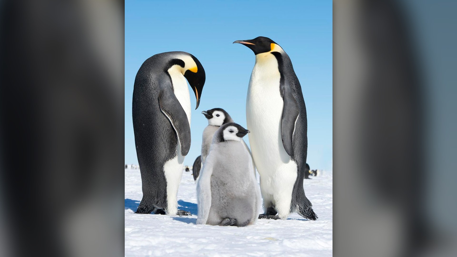 14. Penguins Incubate Stones After Loss