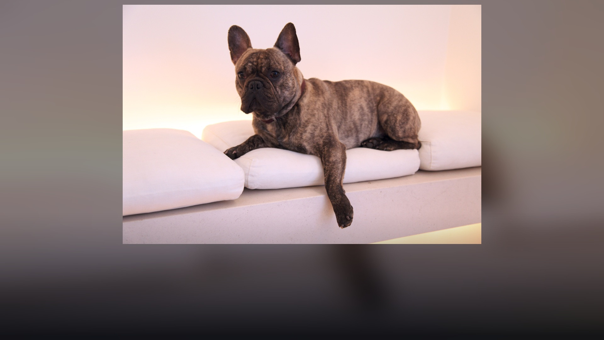 A brindle French Bulldog standing alert in a park with signature bat ears.