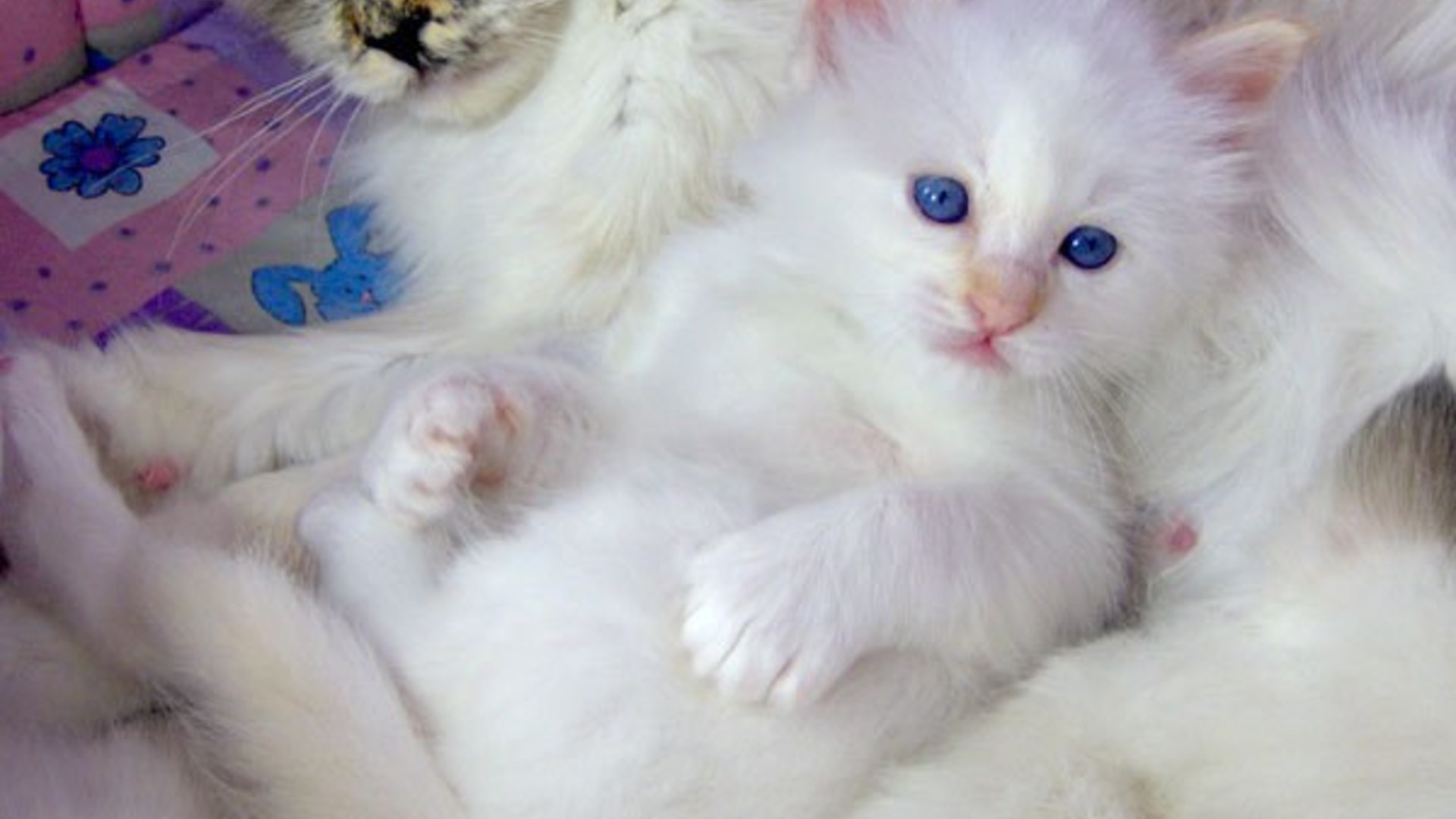 Blue-eyed Sacred Birman cat with kitten