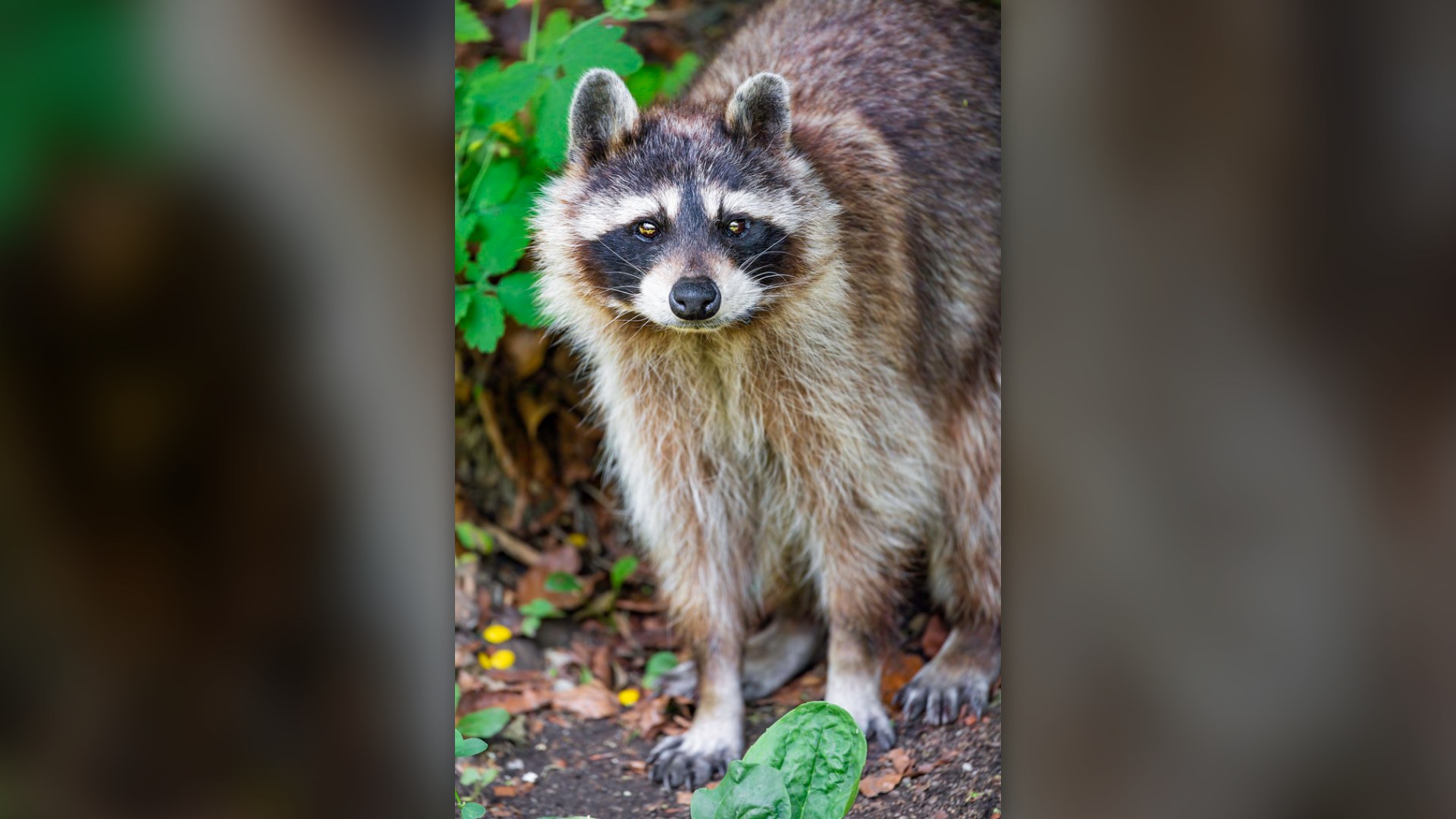 #13. The Raccoon