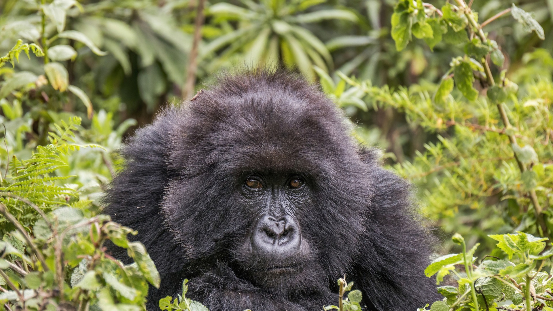 Intense eye-level portrait of a wild mountain gorilla resting amid the dense foliage of Volcanoes National Park.