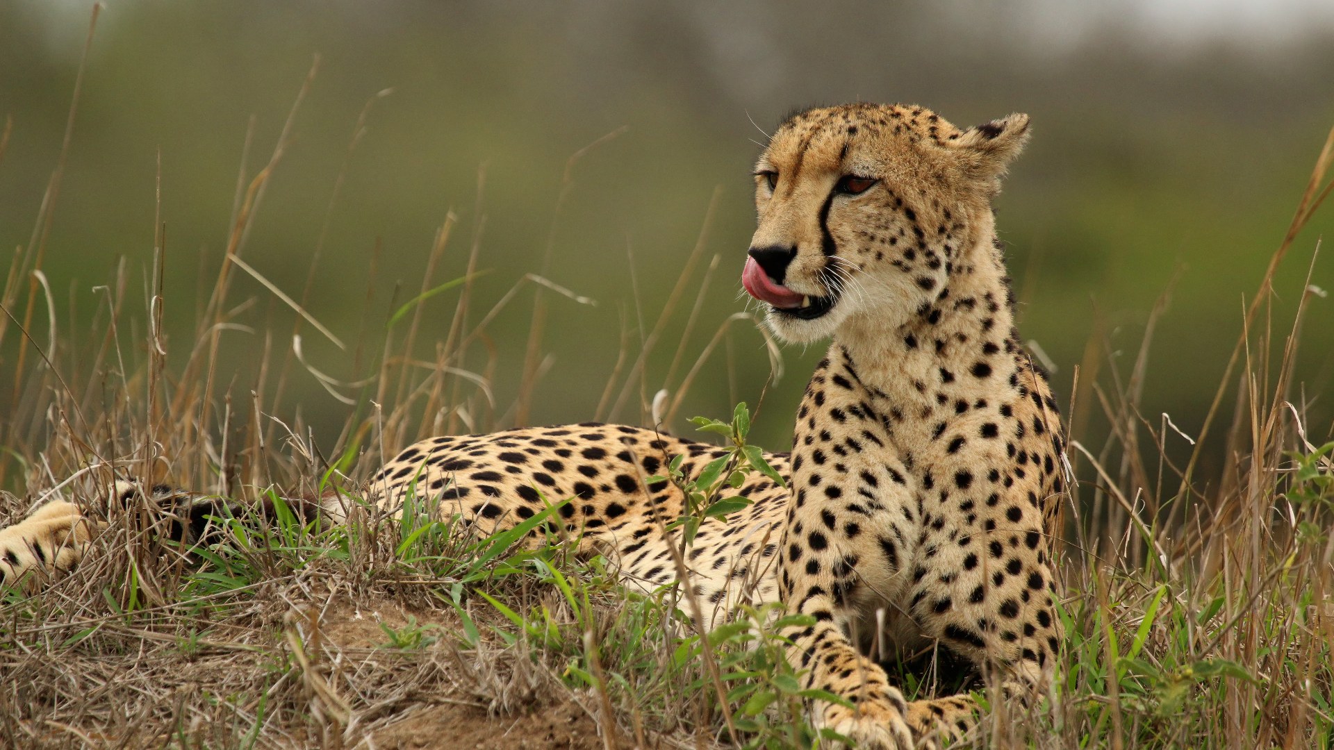 8. Cheetahs Suffer From Severe Anxiety