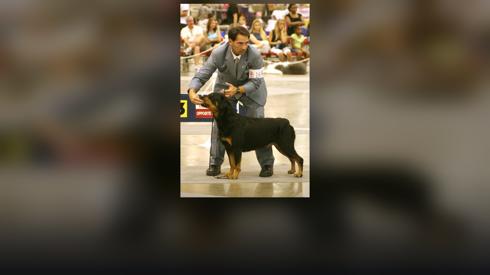 A purebred Rottweiler in full conformation stance outdoors.