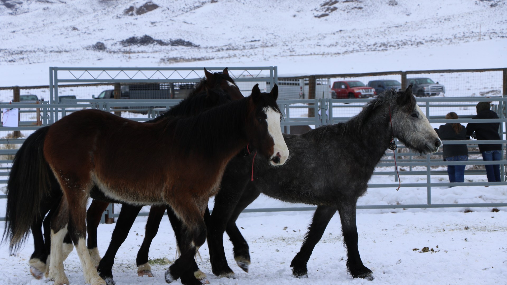 11. Wild Mustang Gentling Program (2020)