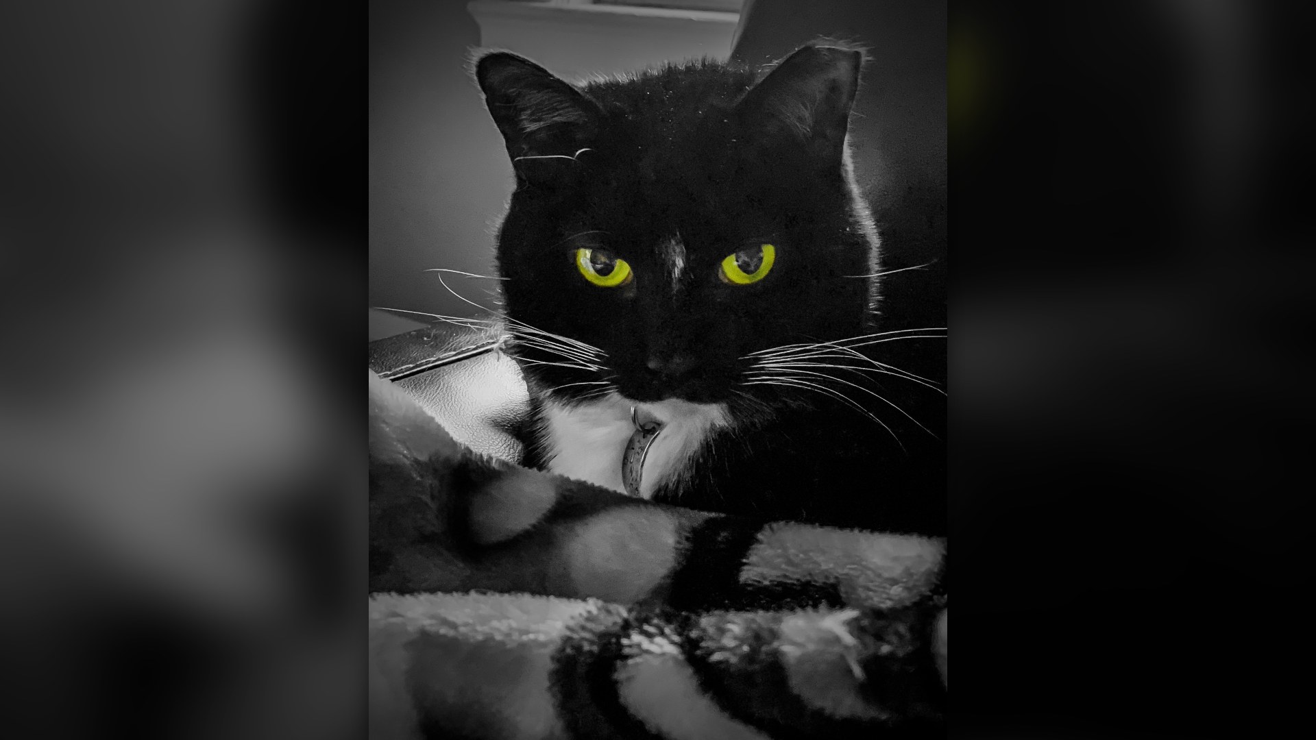 Close-up portrait of a black cat with bright yellow eyes