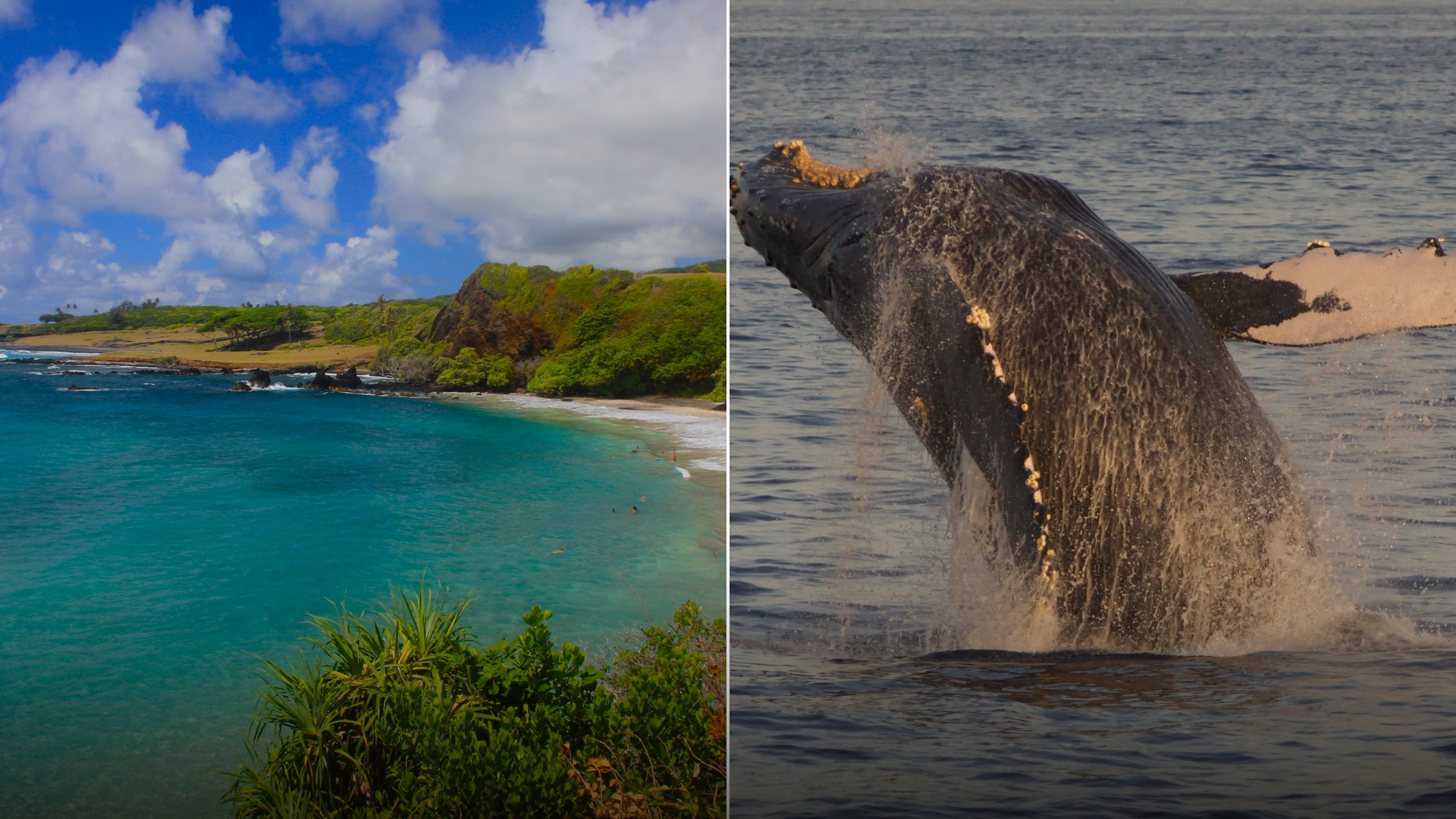 Split 50/50 image showing Hamoa Beach on the Road to Hana alongside a giant humpback whale breaching out of the ocean off Maui.