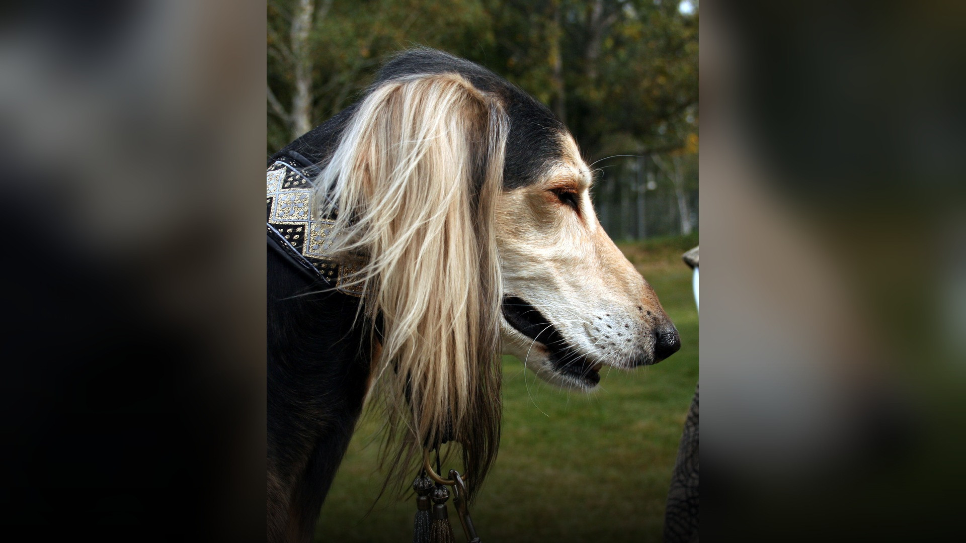 Portrait of an elegant Persian Saluki hound showing noble posture and feathered ears.