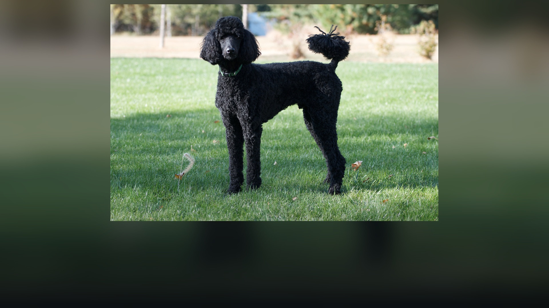 A black Standard Poodle standing at full attention in a grassy park.