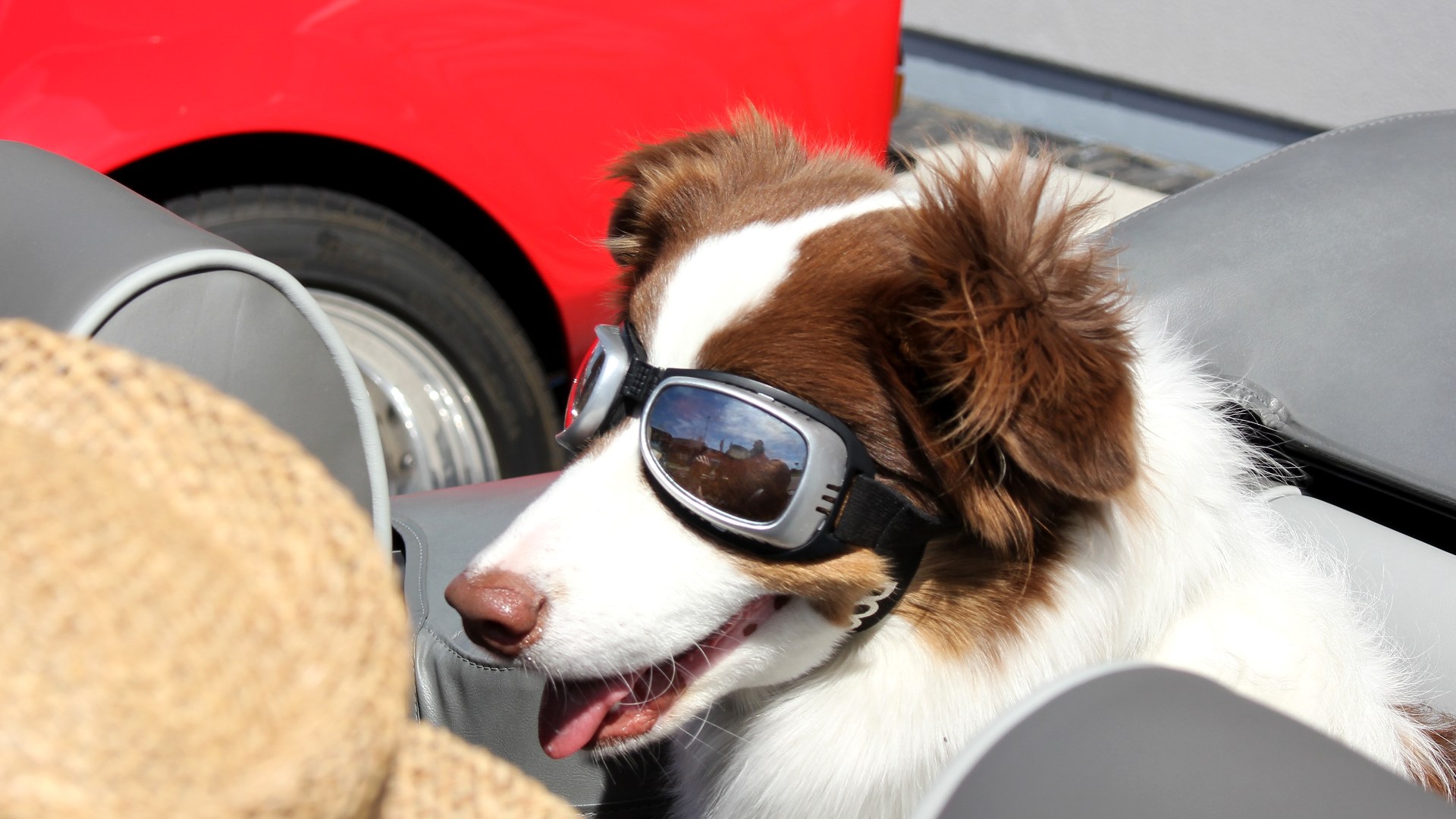 15 Smart Gadgets That Keep Pets Safe and Healthy.