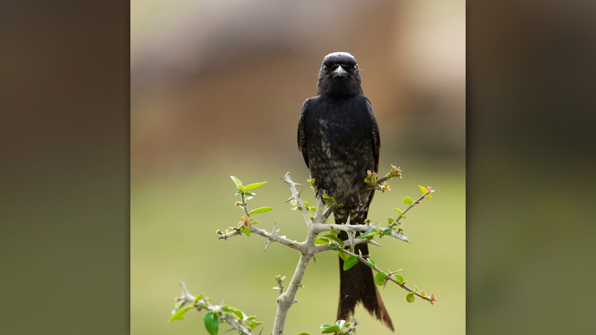12. Crows Hold Mourning Funerals