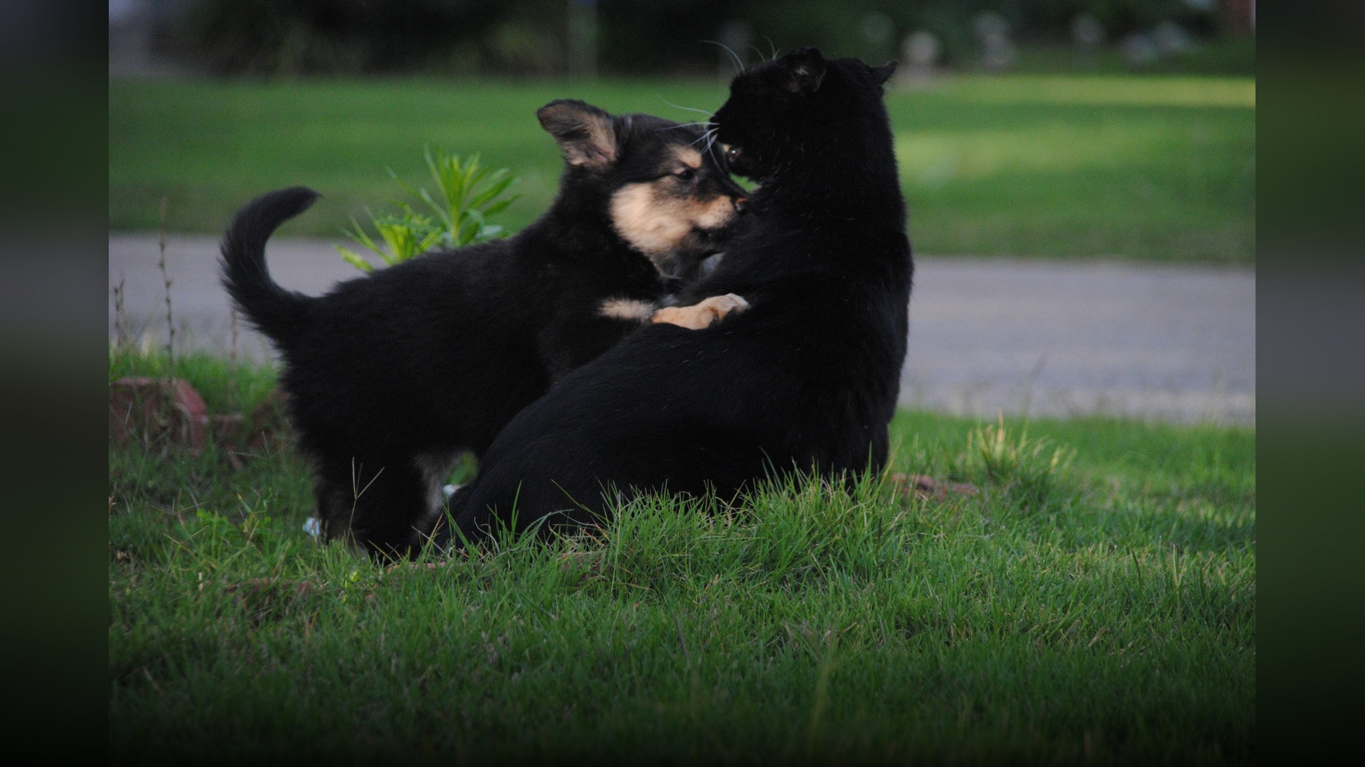 A spirited cat asserting authority and boundaries with a playful dog indoors.