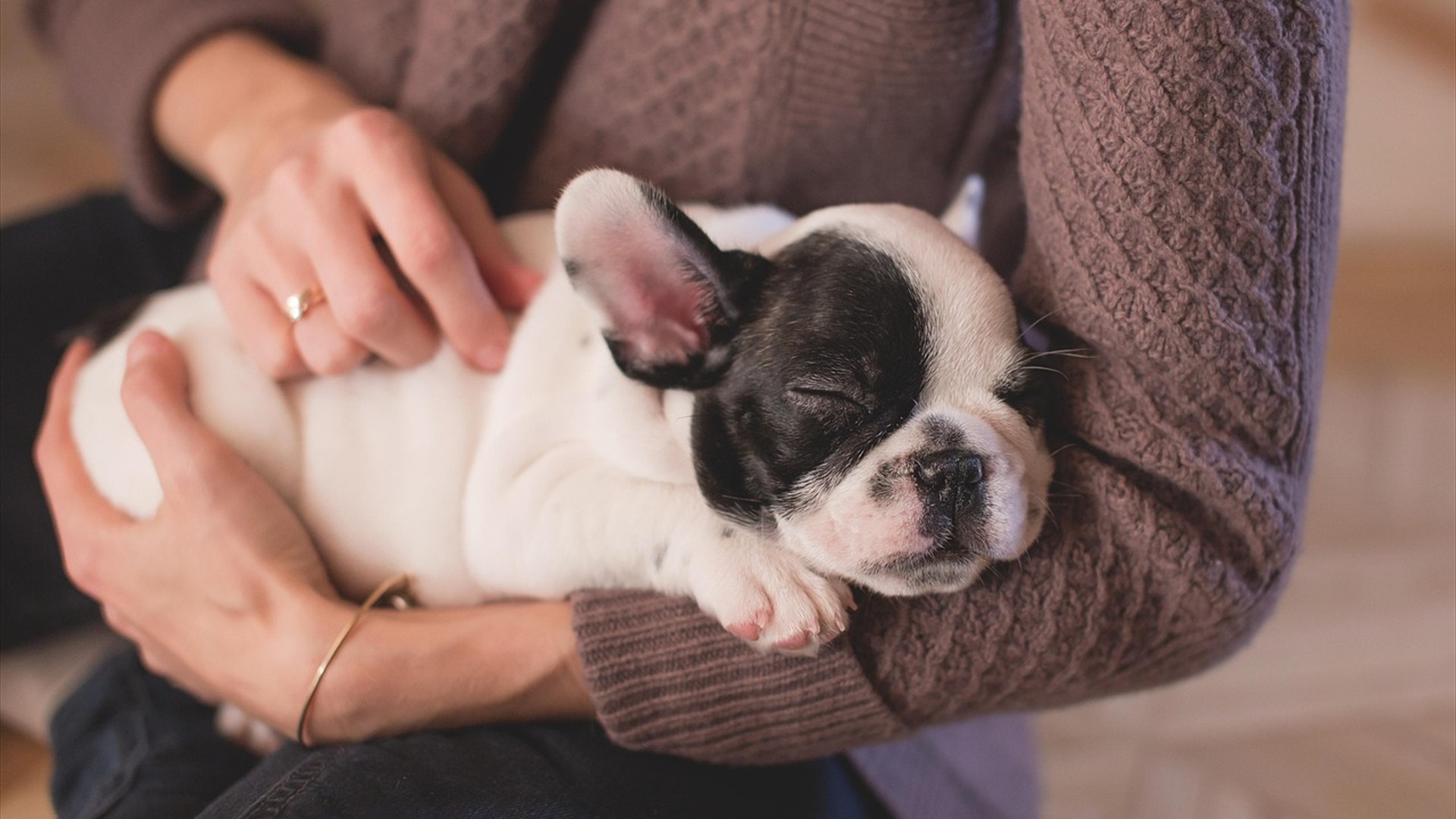 Pet sitter cuddling and stroking sleeping puppy on sofa