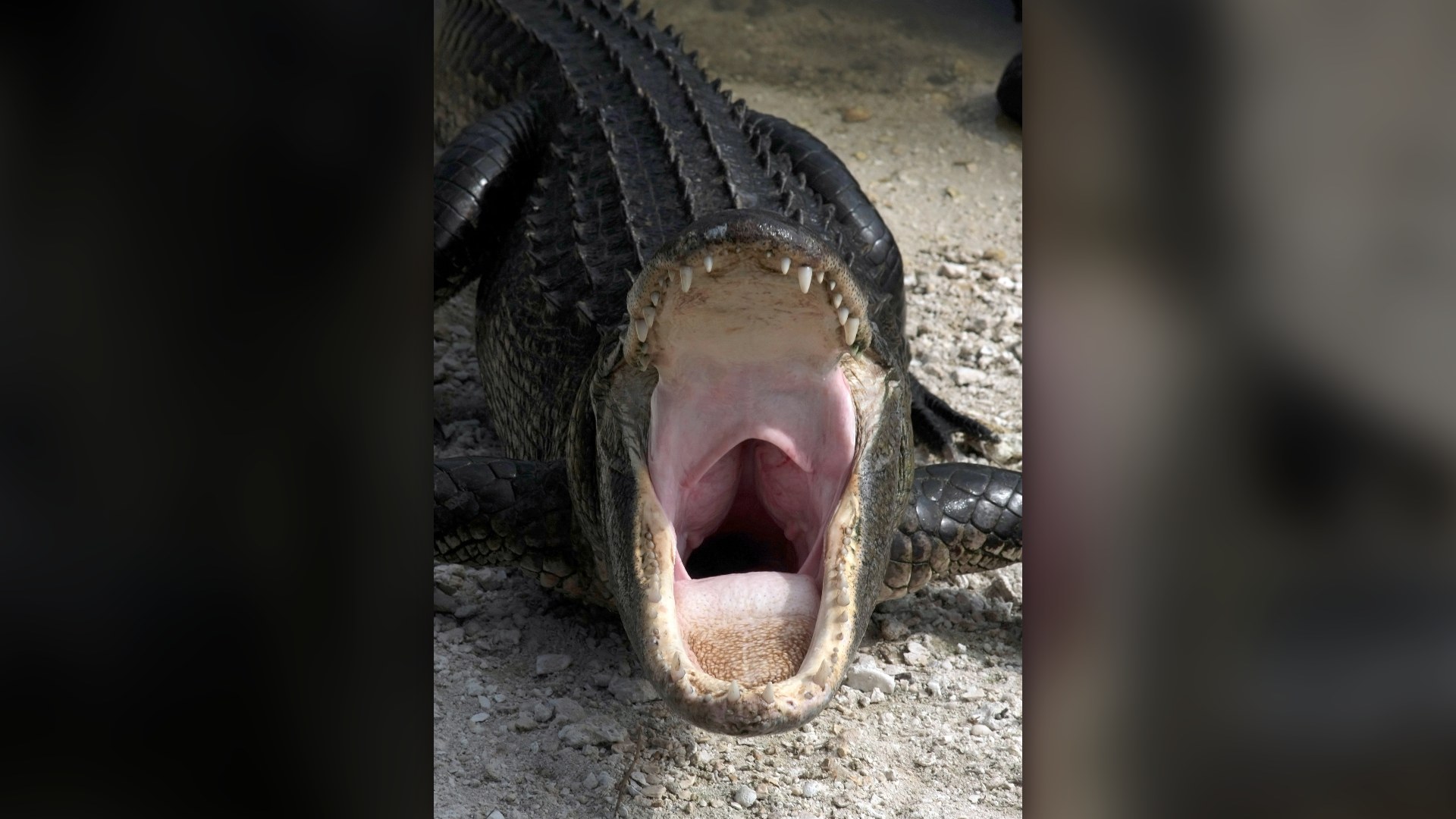 An American alligator with mouth wide open