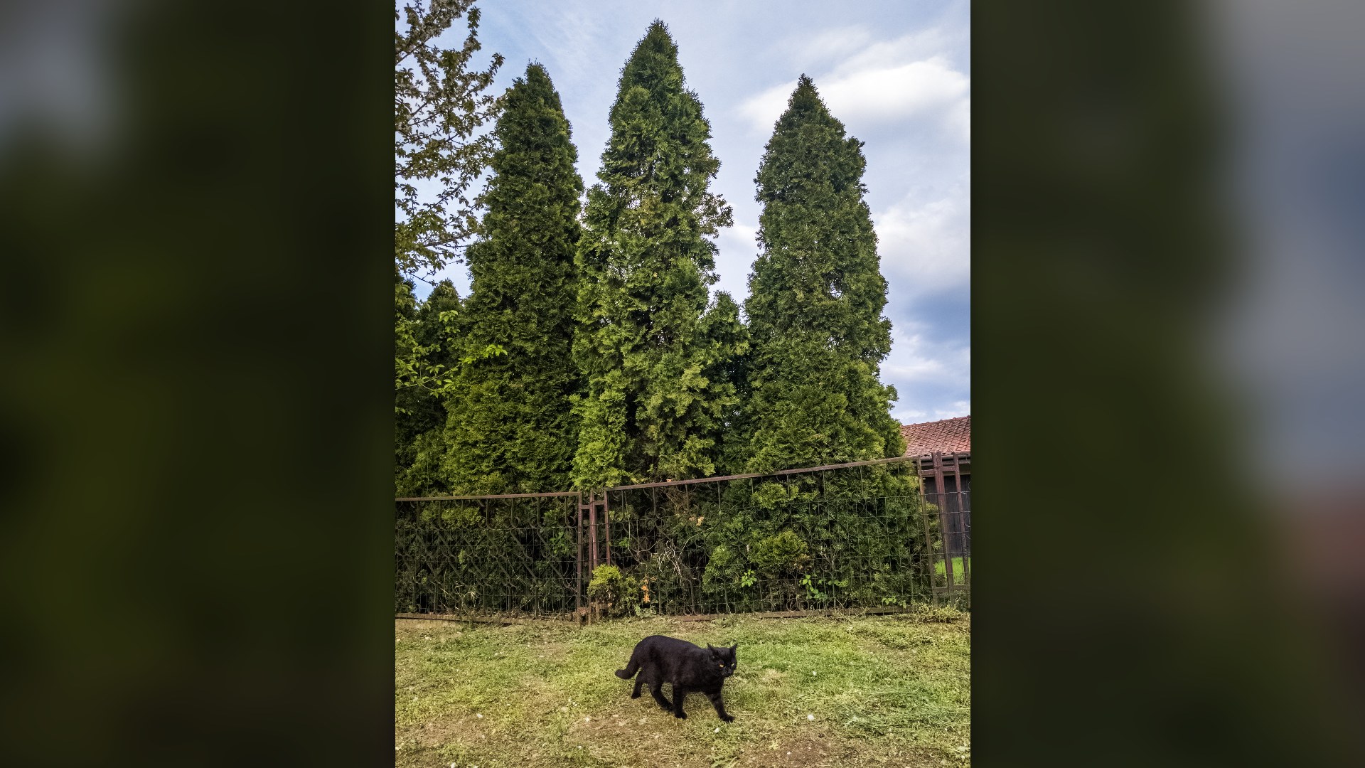 Friendly black cat walking in a green backyard with upright tail
