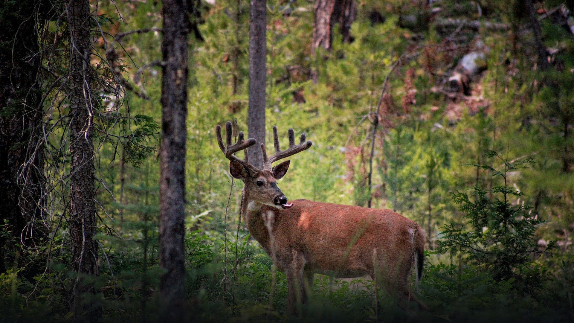Full-body view of a wild white-tailed deer buck with velvet antlers in Glacier National Park licking its nose.