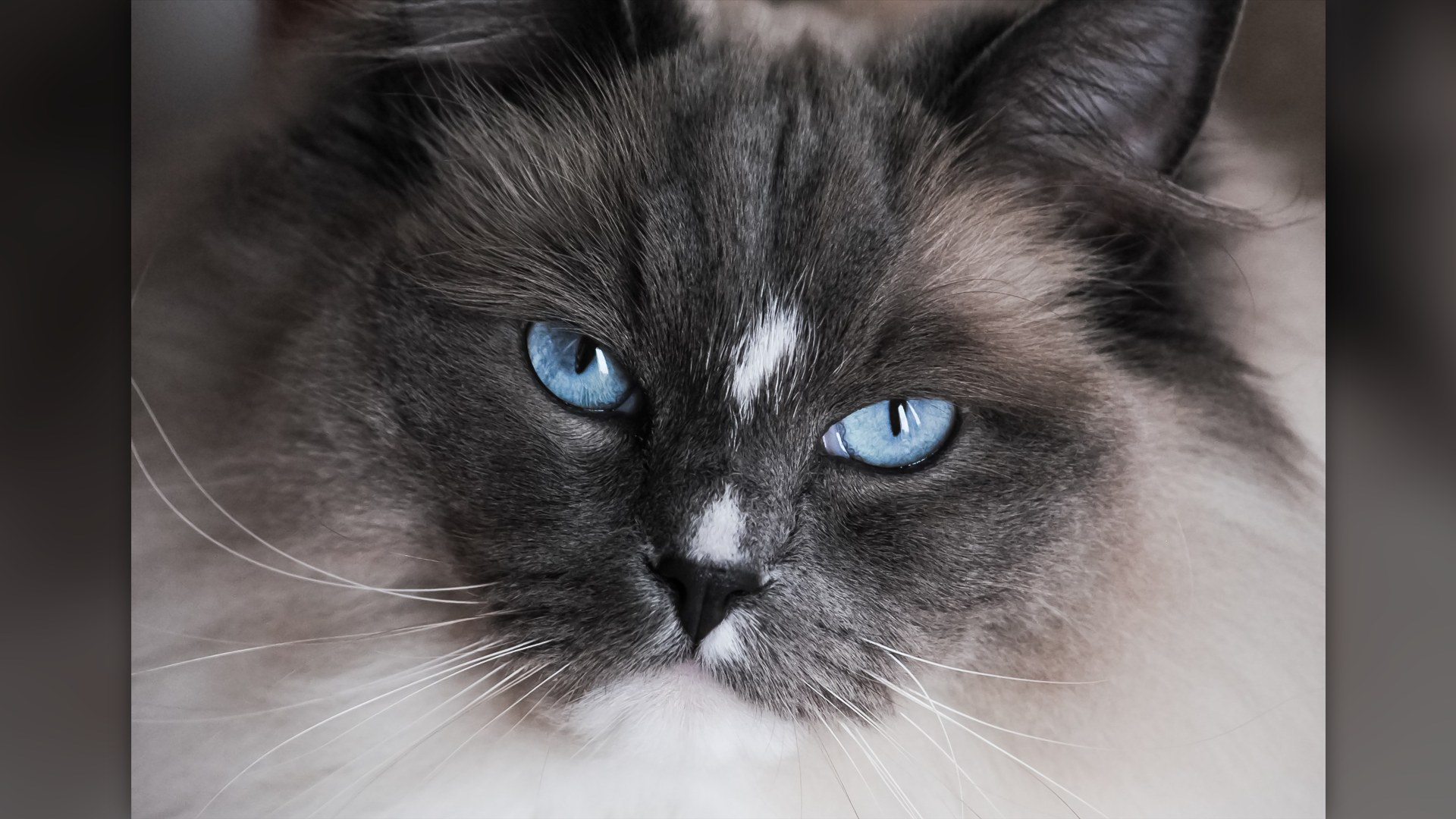 Bicolor blue-eyed Ragdoll cat portrait