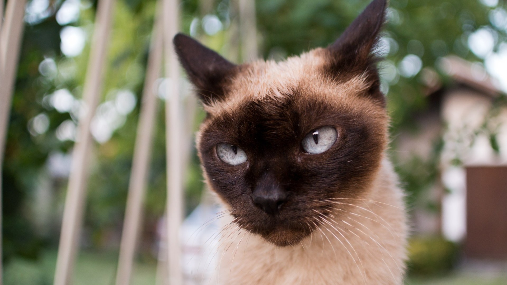 Seal-point Siamese cat with vivid sapphire-blue eyes
