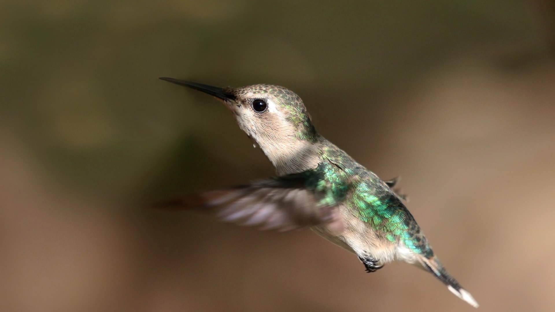Bee hummingbird hovering in flight