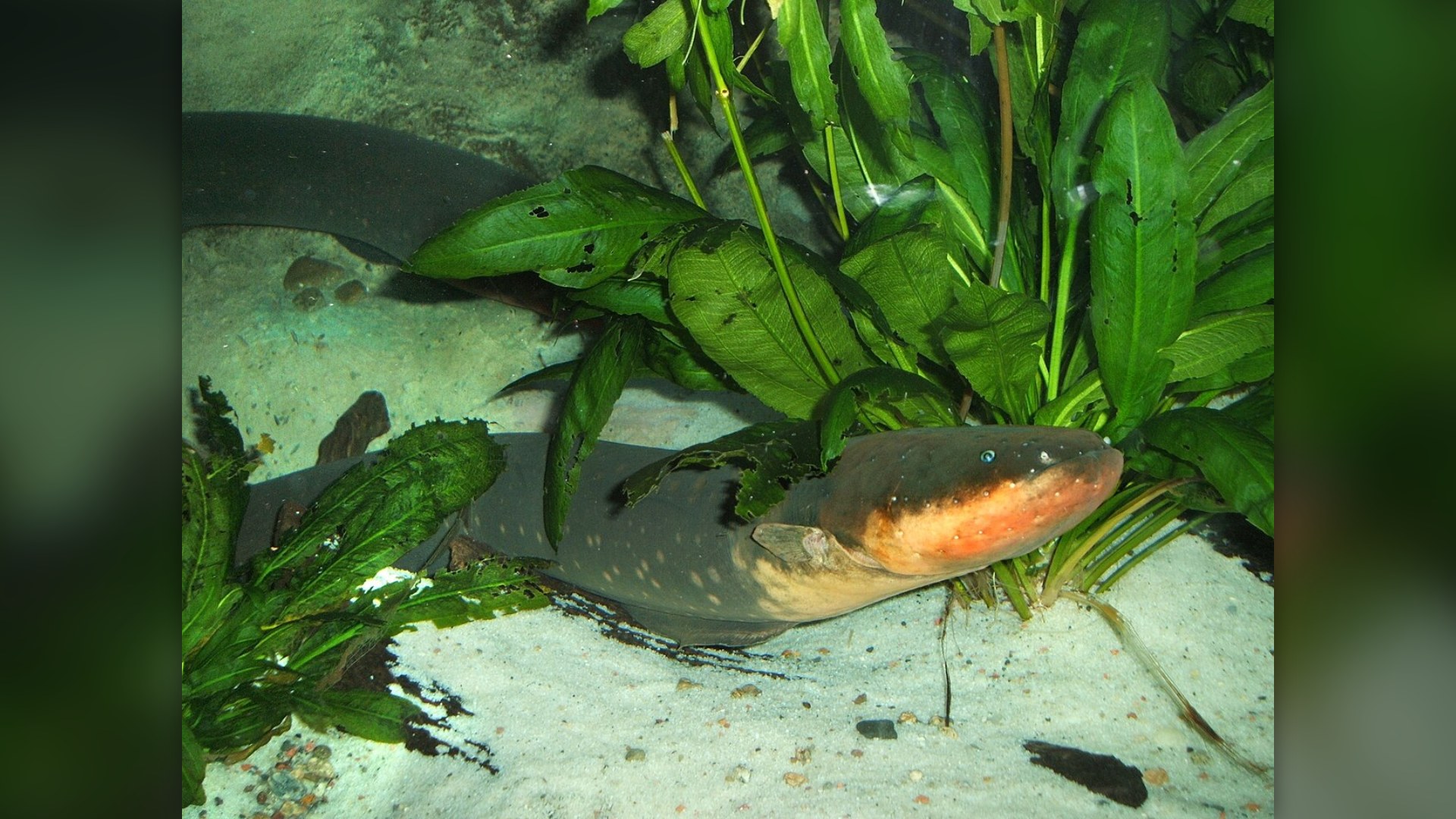 8. Electric Eel