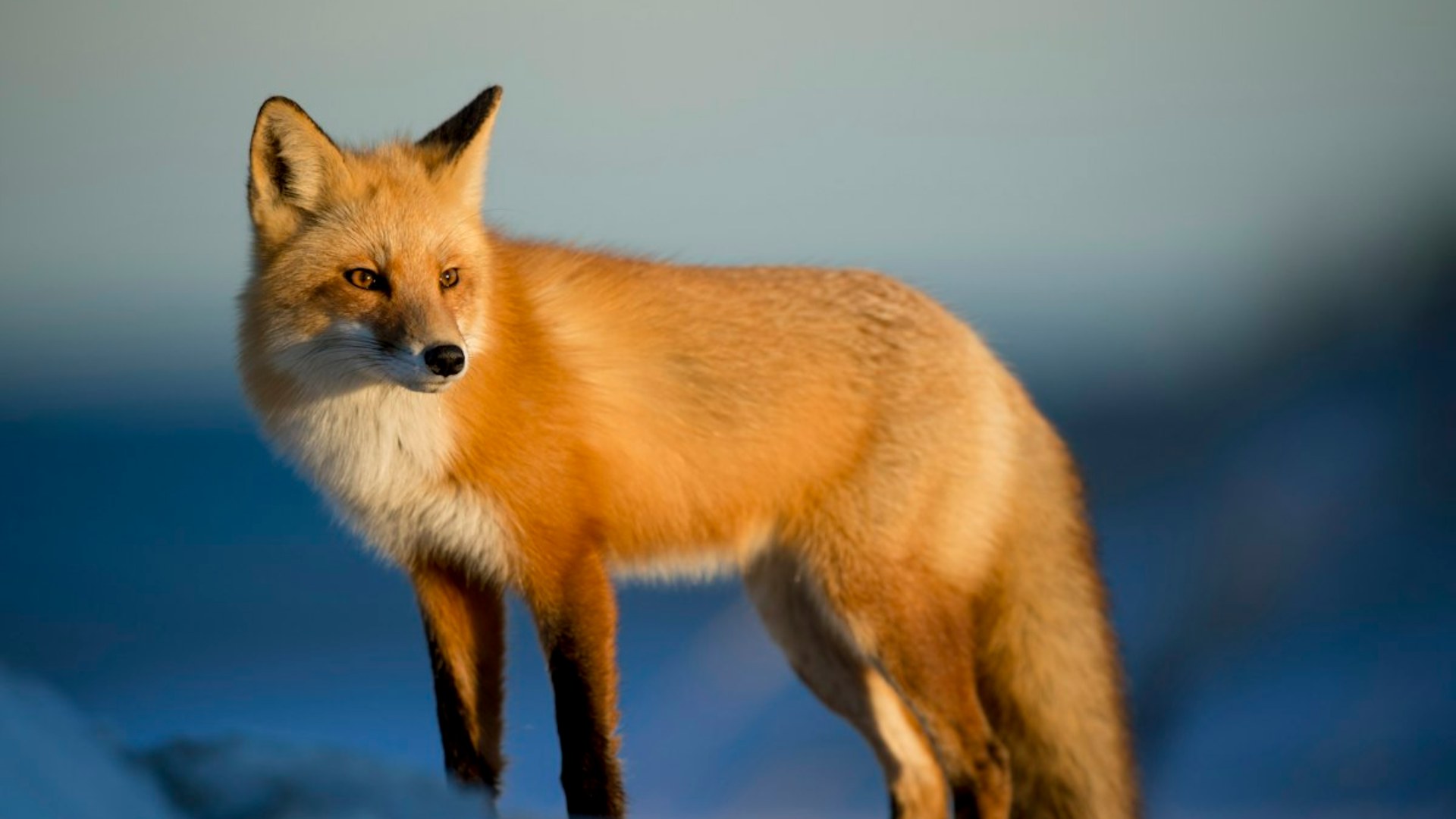 8. Baby Fox