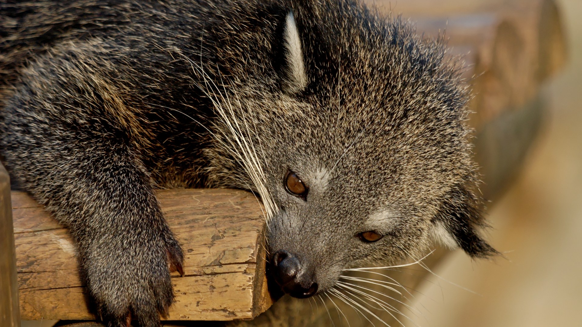 7. Binturong